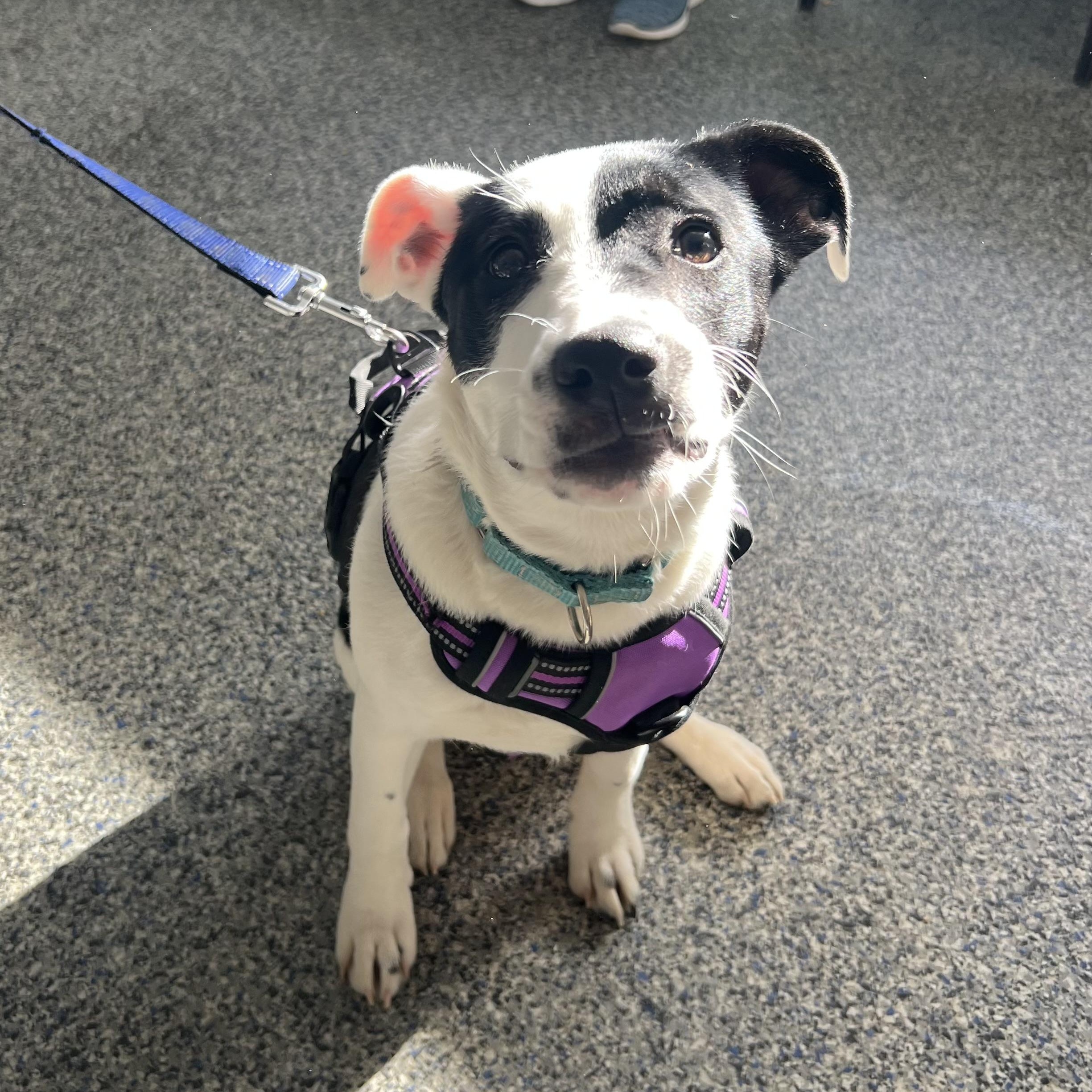 Enlarge GILLY, a Adoptable mixed breed in Cranston, RI image 2/2