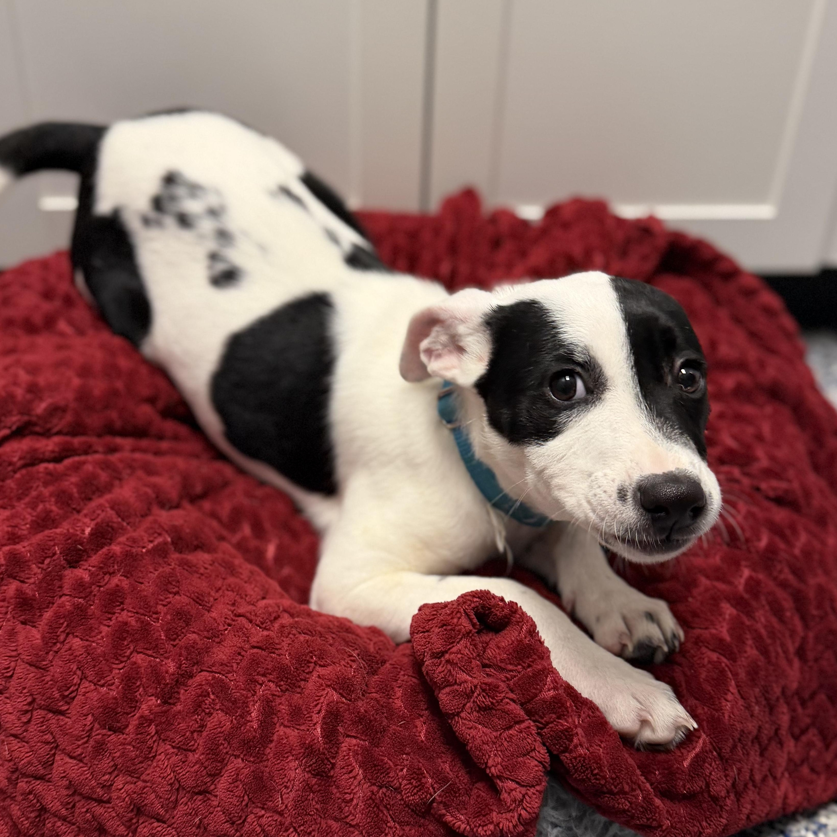 Enlarge GILLY, a Adoptable mixed breed in Cranston, RI image 2/2