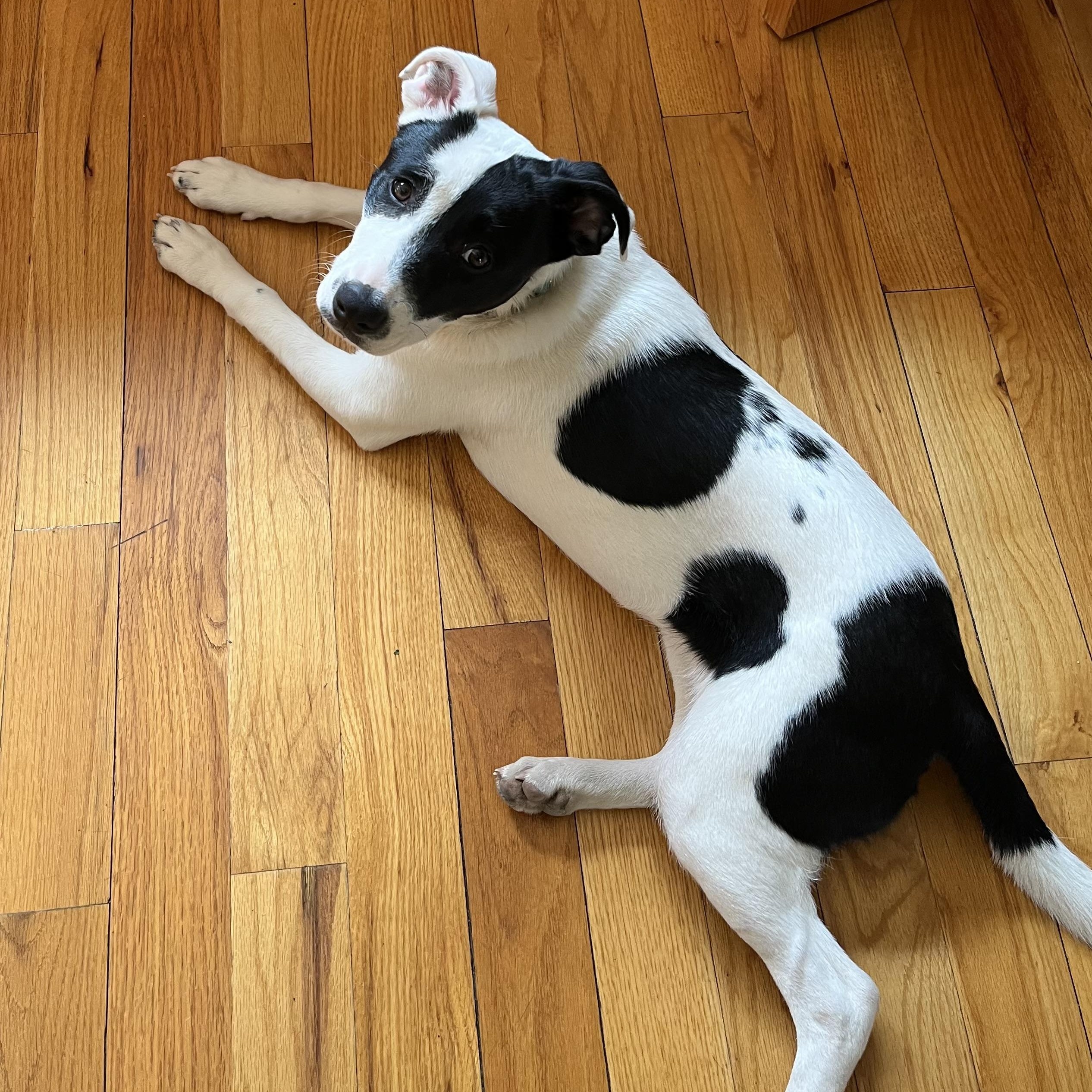 GILLY, Adoptable, Puppy Female Mixed Breed.