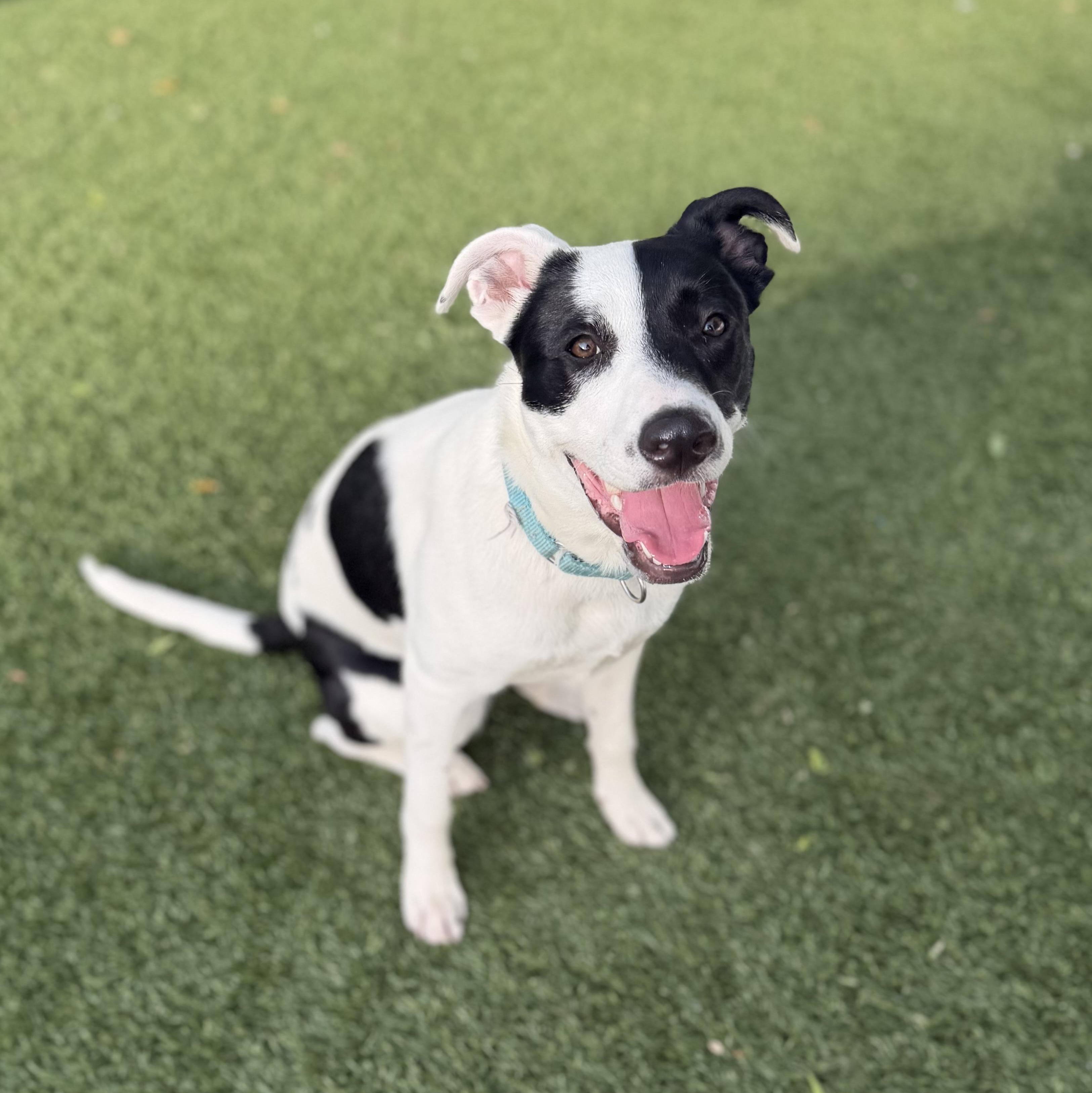 GILLY, a Adoptable mixed breed in Cranston, RI image 1/3