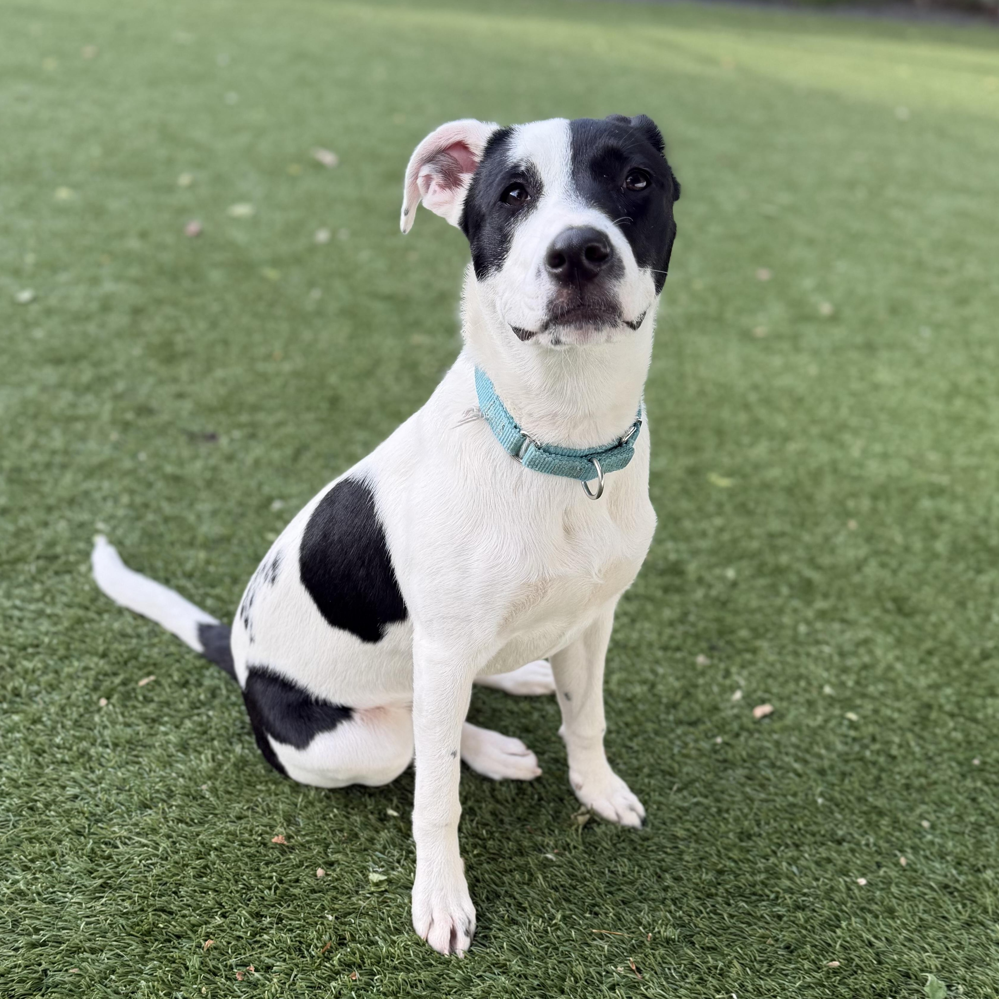 GILLY, a Adoptable mixed breed in Cranston, RI image 2/3
