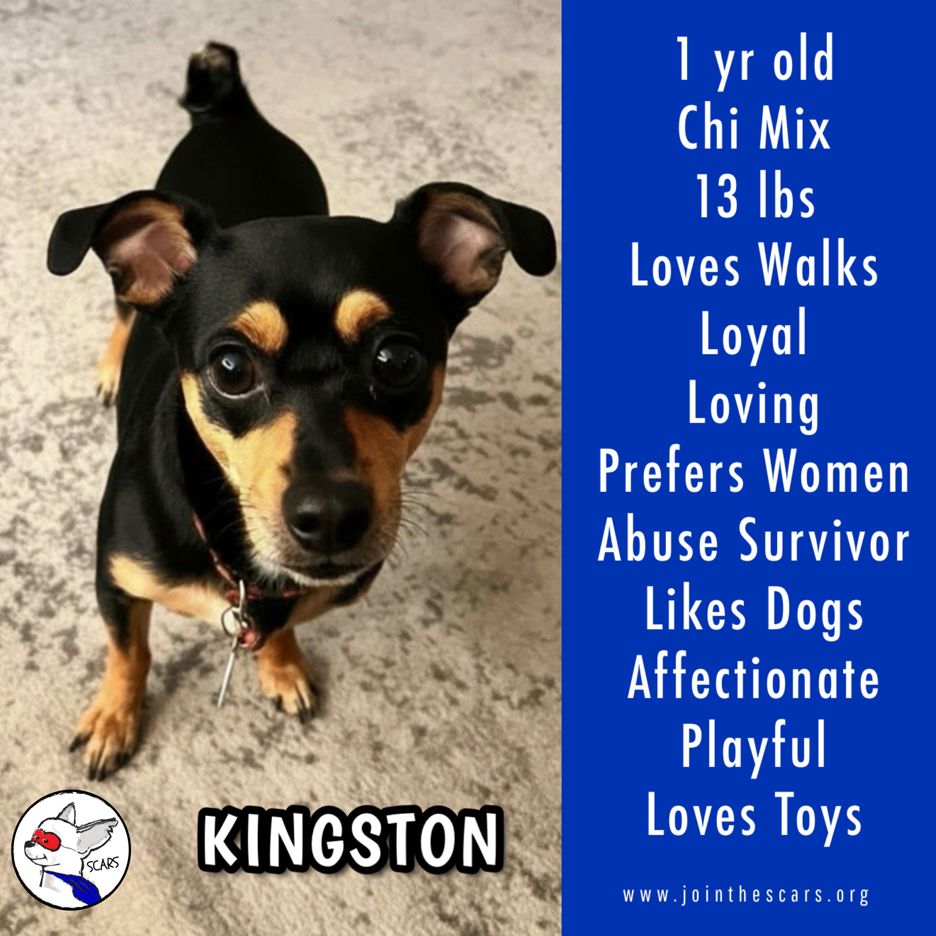 Enlarge Kingston, a ADOPTABLE mixed breed in Glendora, CA image 1/6