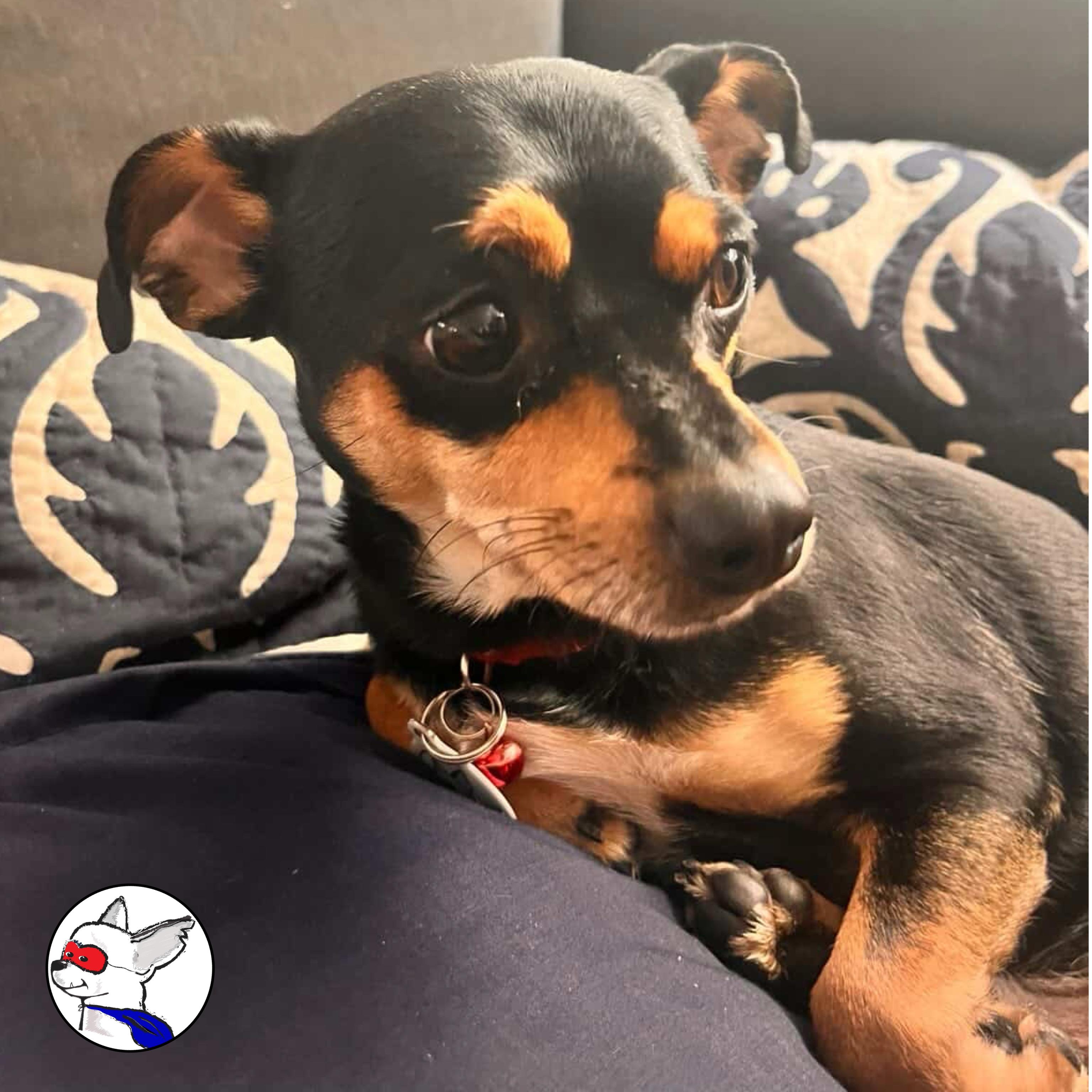 Enlarge Kingston, a ADOPTABLE mixed breed in Glendora, CA image 4/6