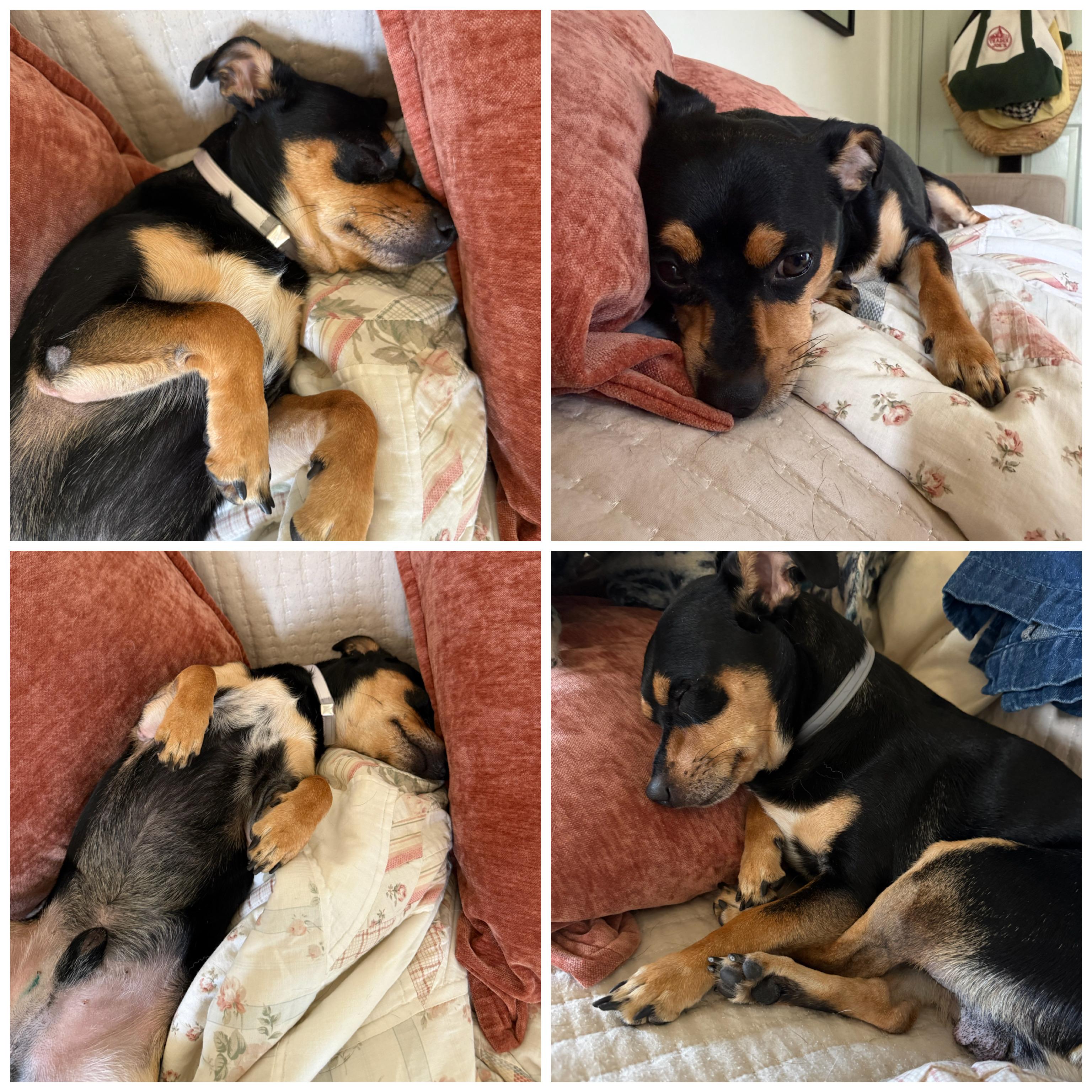 Enlarge Kingston, a ADOPTABLE mixed breed in Glendora, CA image 6/6