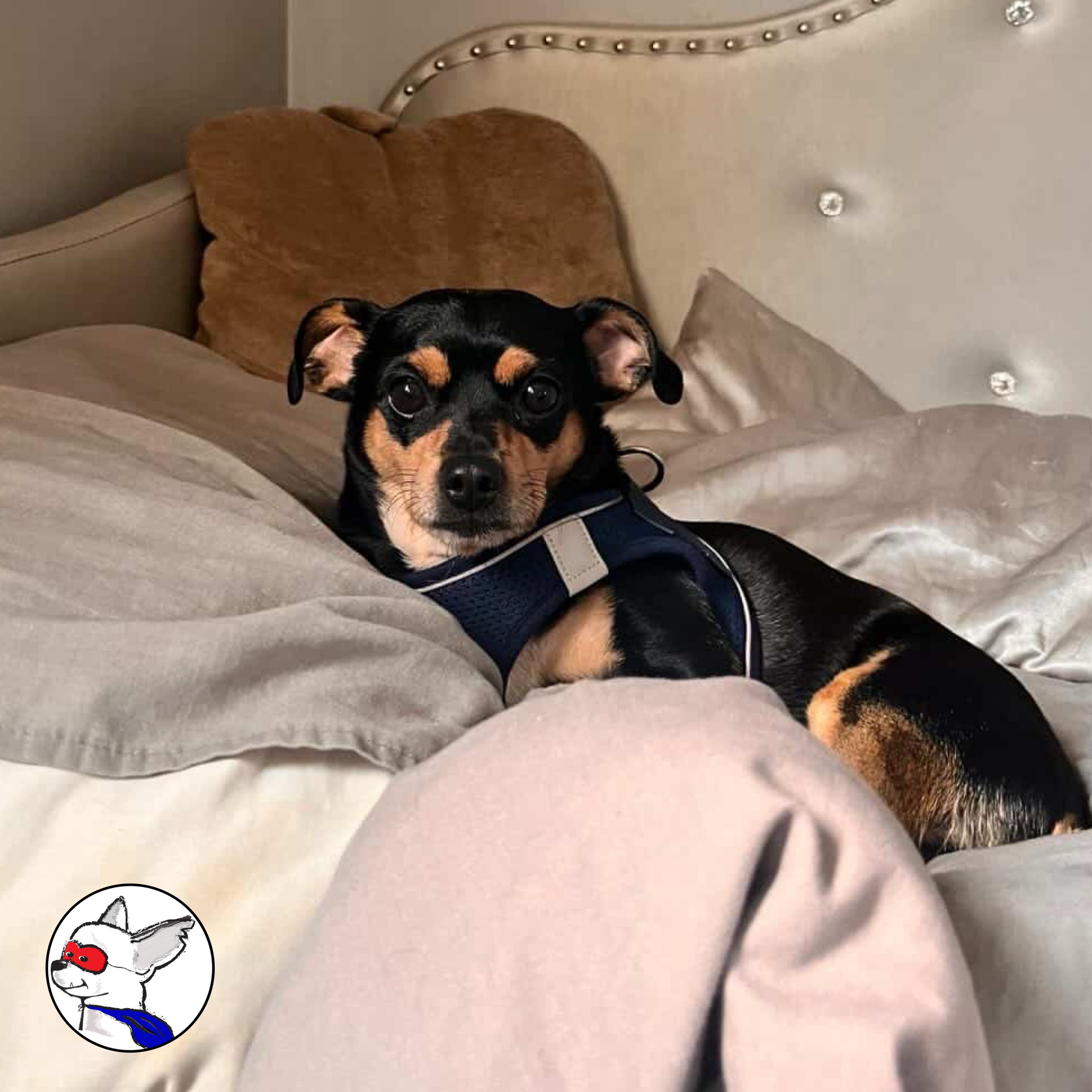 Enlarge Kingston, a ADOPTABLE mixed breed in Glendora, CA image 5/6