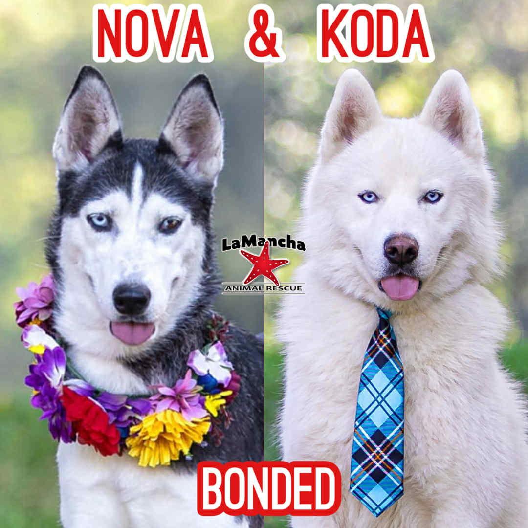 Koda, Adoptable, Young Male Husky & Corgi.