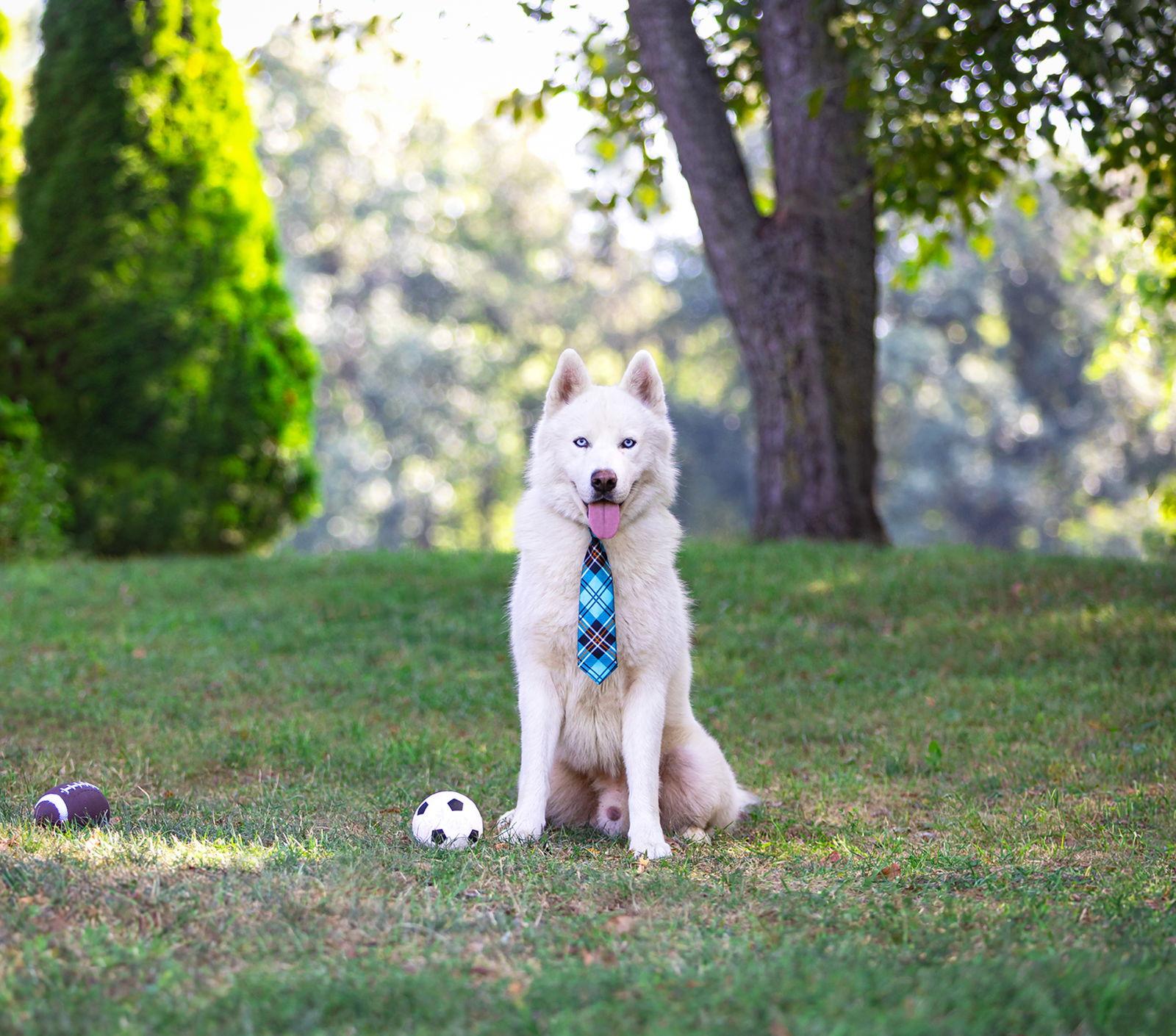 Enlarge Koda, a Adoptable mixed breed in Coatesville, PA image 2/3
