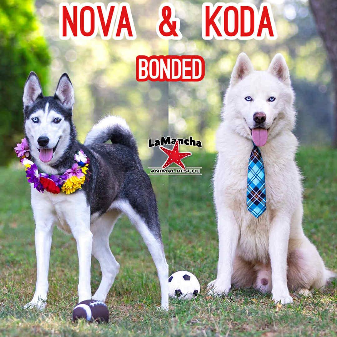 Koda, Adoptable, Young Male Husky.