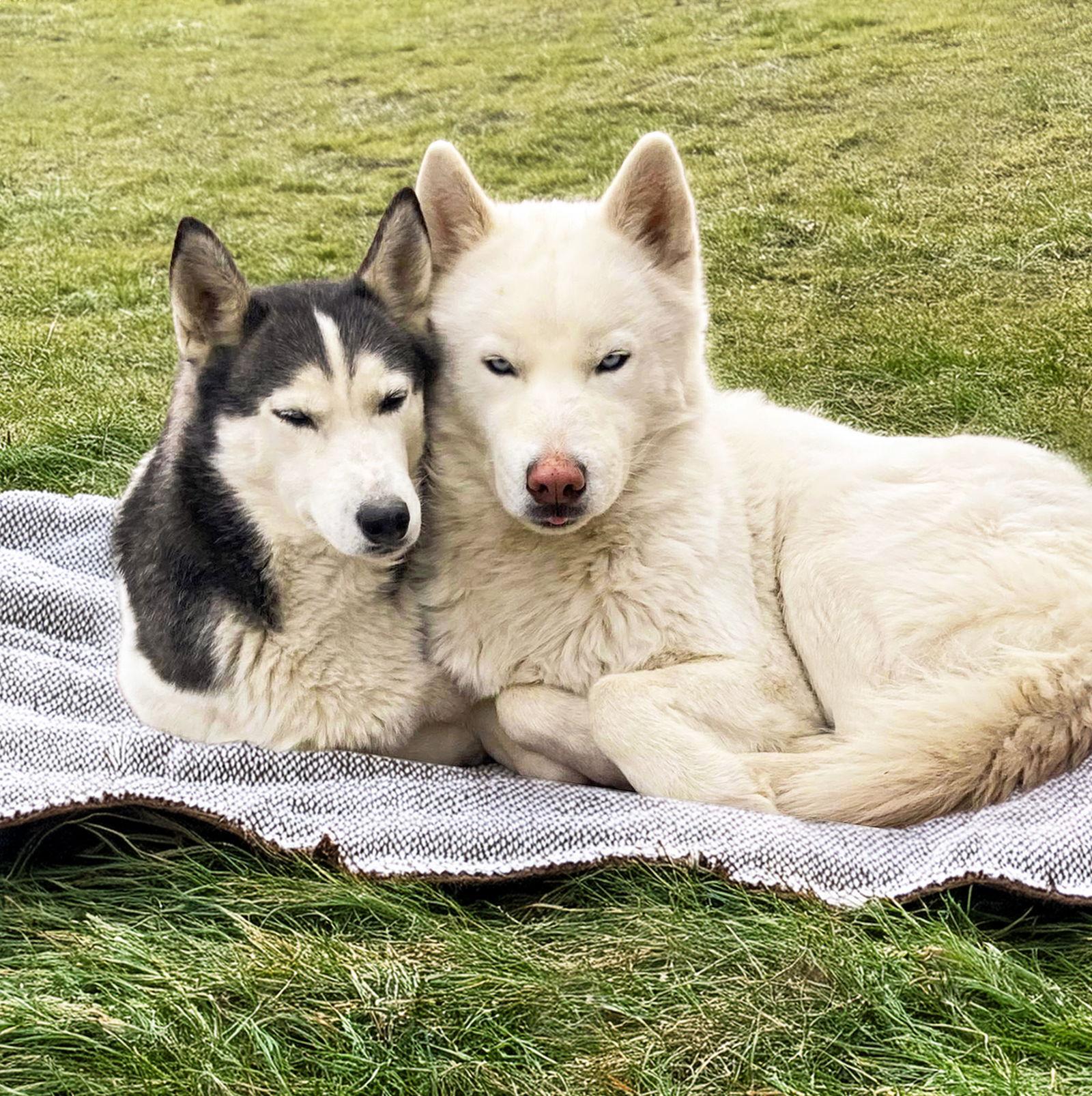 Enlarge Koda, a Adoptable Husky in Coatesville, PA image 2/3