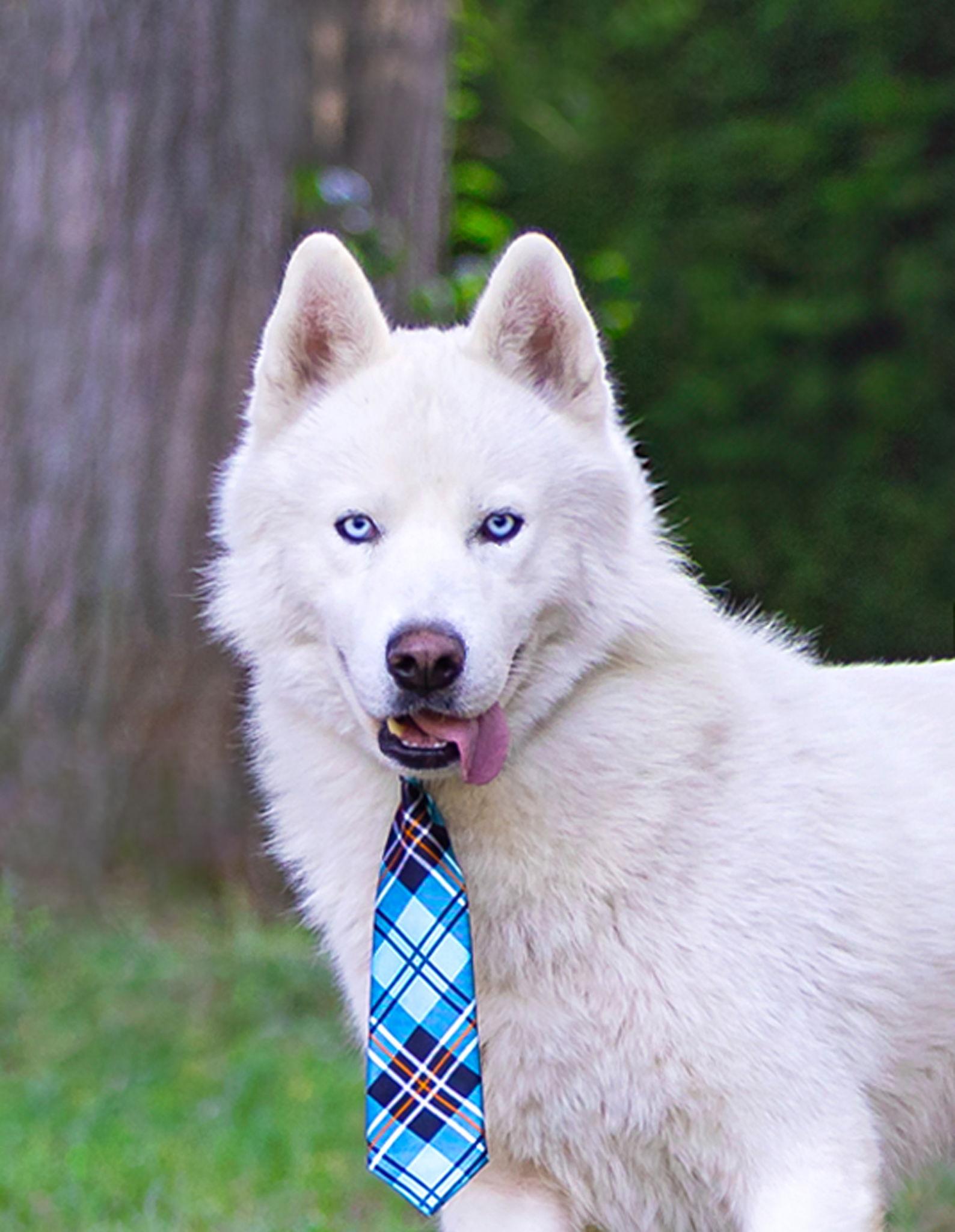 Enlarge Koda, a Adoptable mixed breed in Coatesville, PA image 3/3