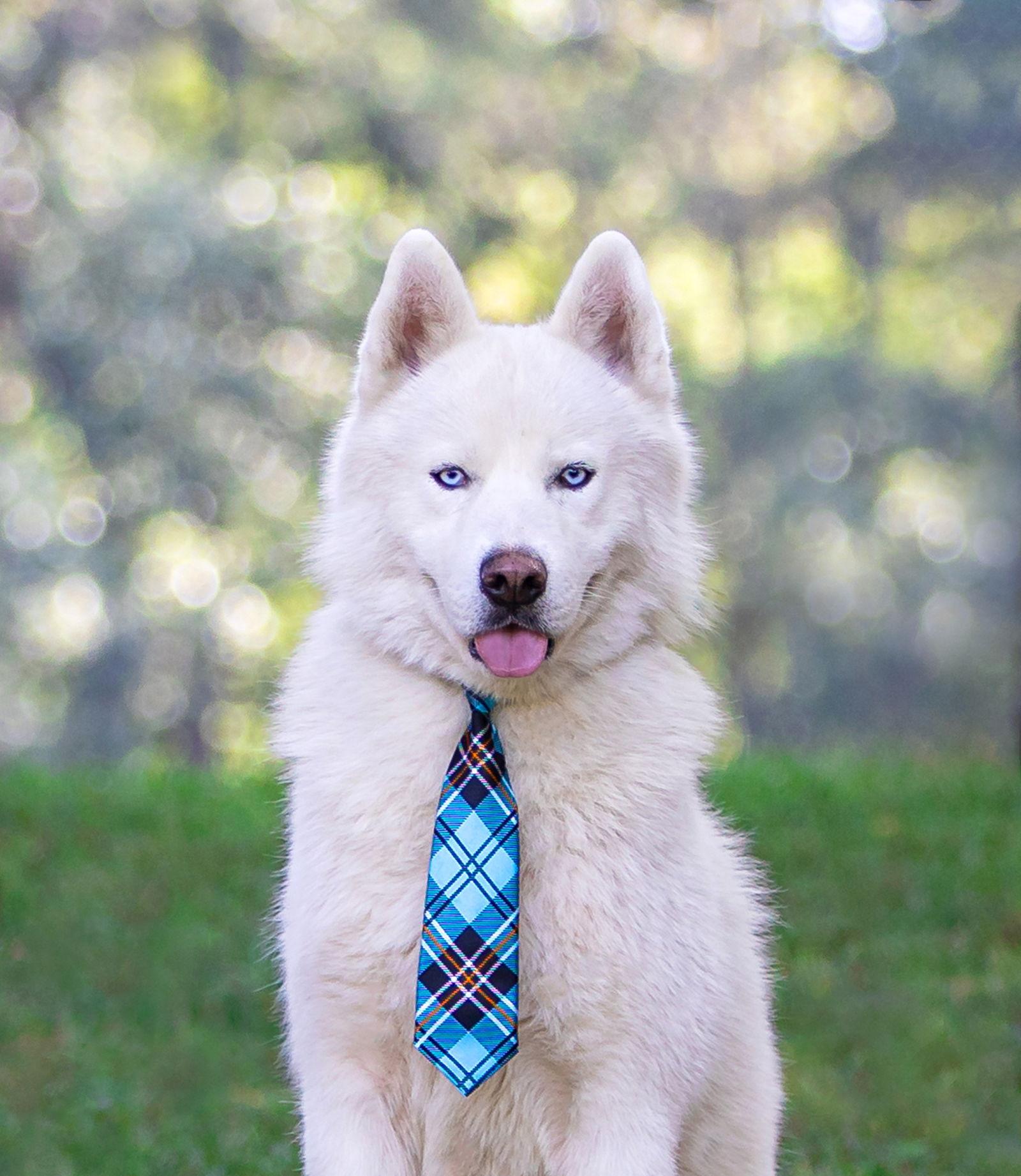 Enlarge Koda, a Adoptable Husky in Coatesville, PA image 3/3