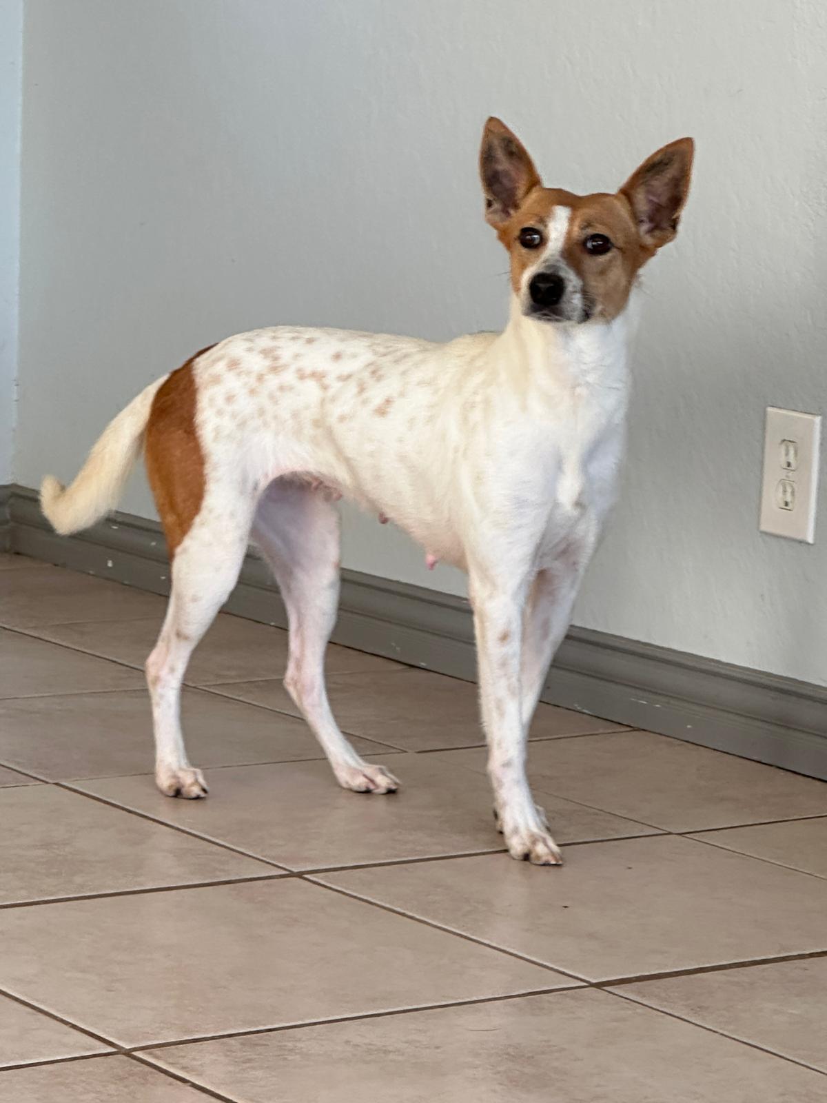 June, Adult Female Whippet