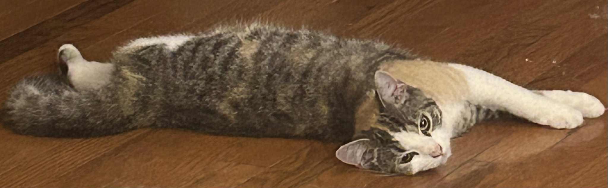 Sage, a Adoptable Calico in Inez, KY image 1/3