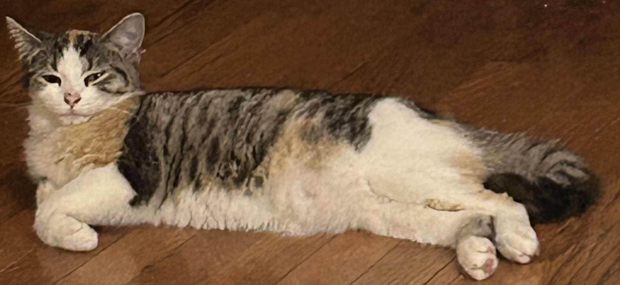 Sage, a Adoptable Calico in Inez, KY image 2/3