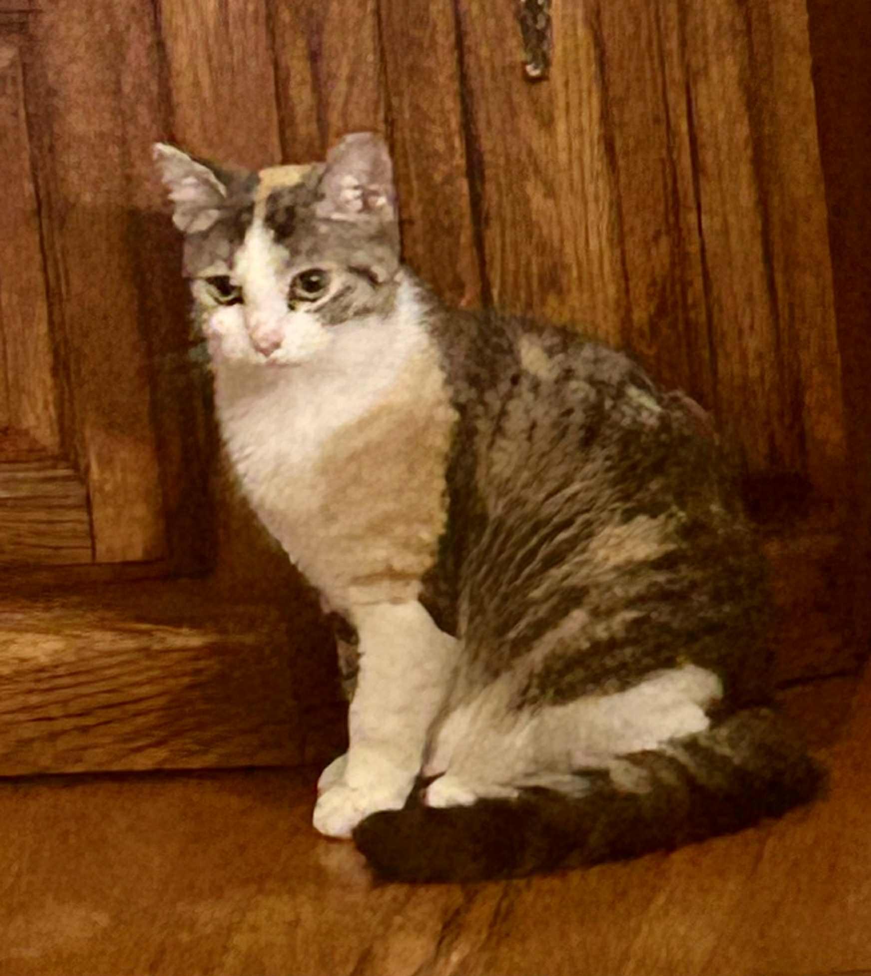 Sage, a Adoptable Calico in Inez, KY image 3/3