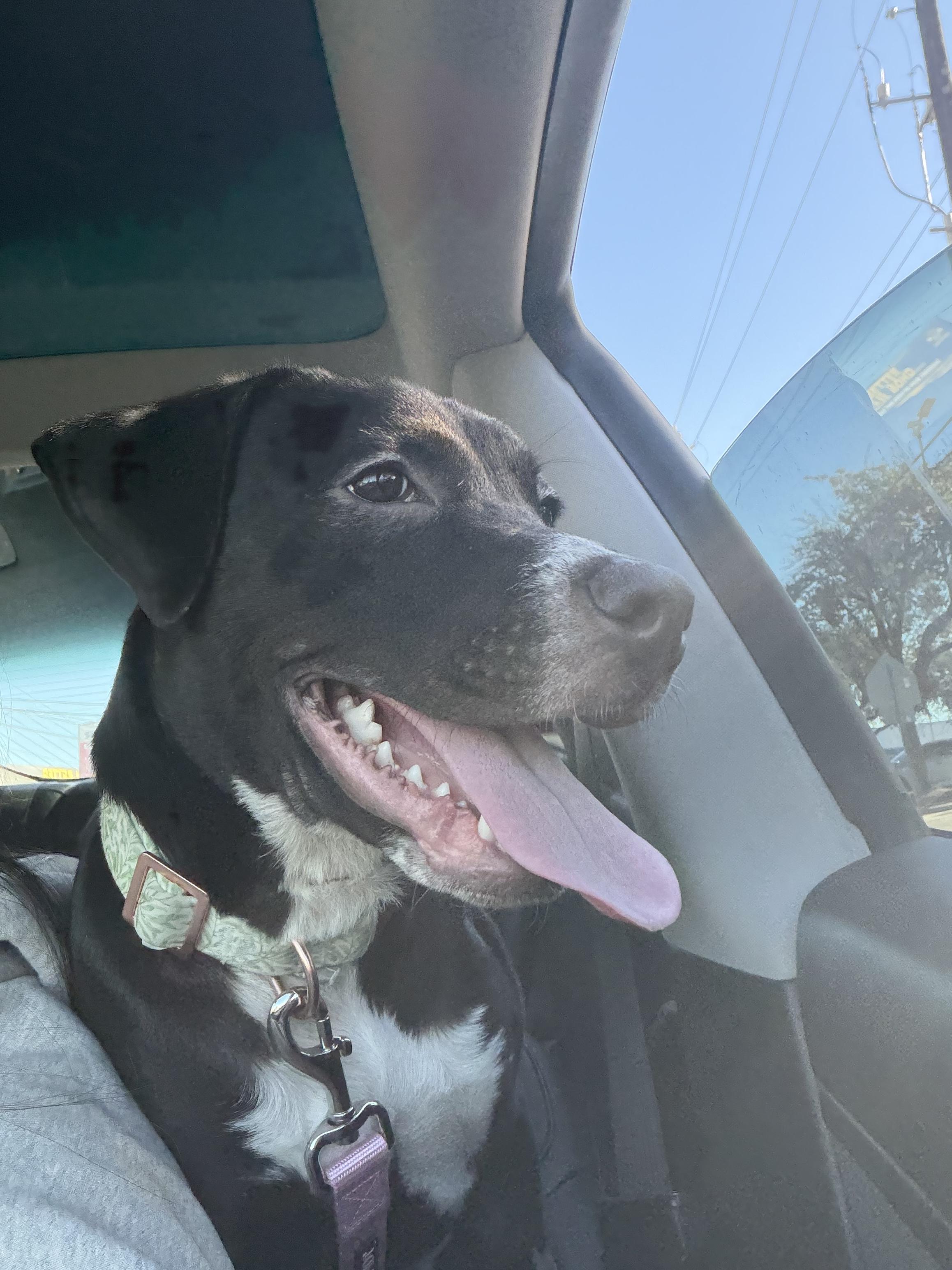 Enlarge Buttercup, a ADOPTABLE mixed breed in Tallahassee, FL image 5/6