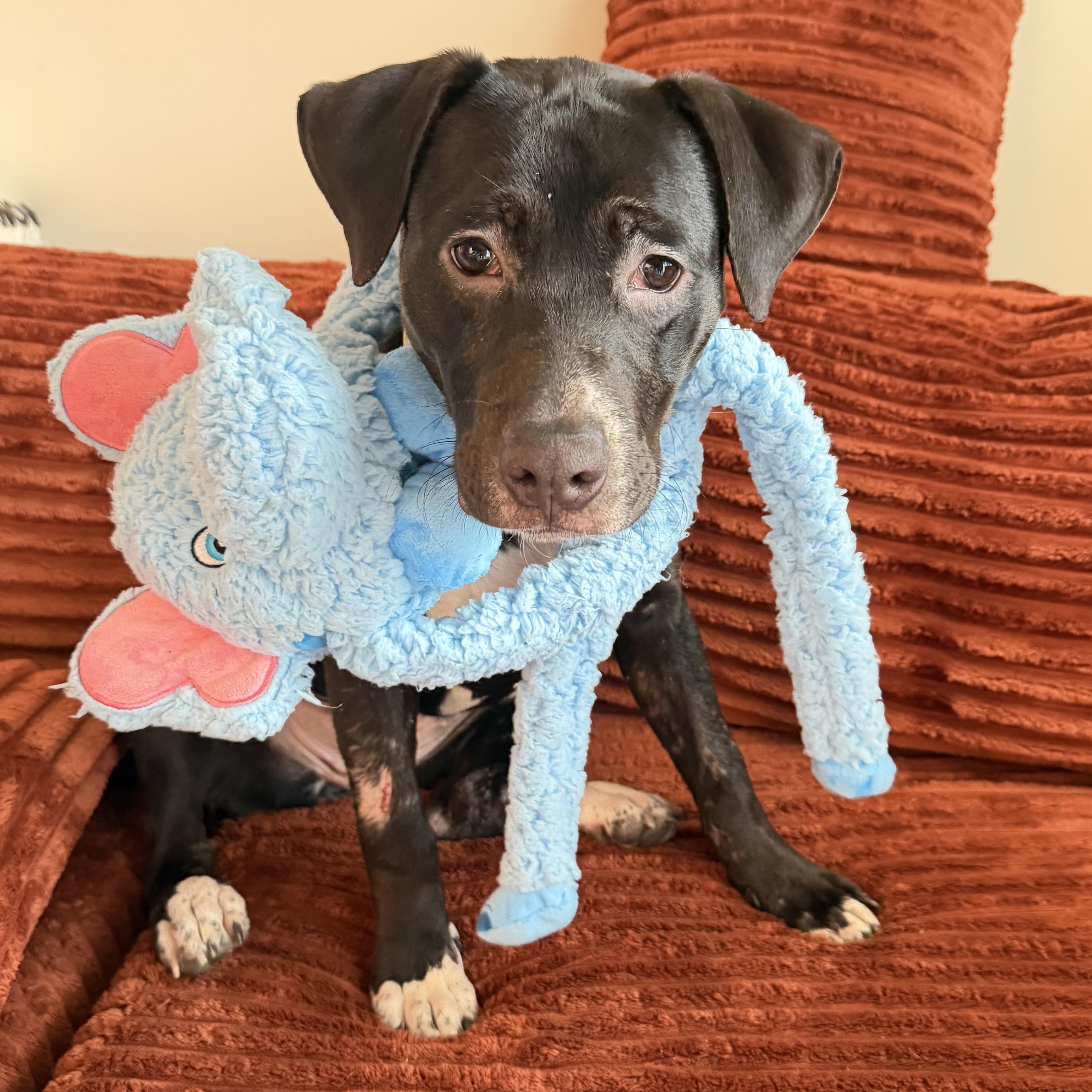 Enlarge Buttercup, a ADOPTABLE mixed breed in Tallahassee, FL image 3/6