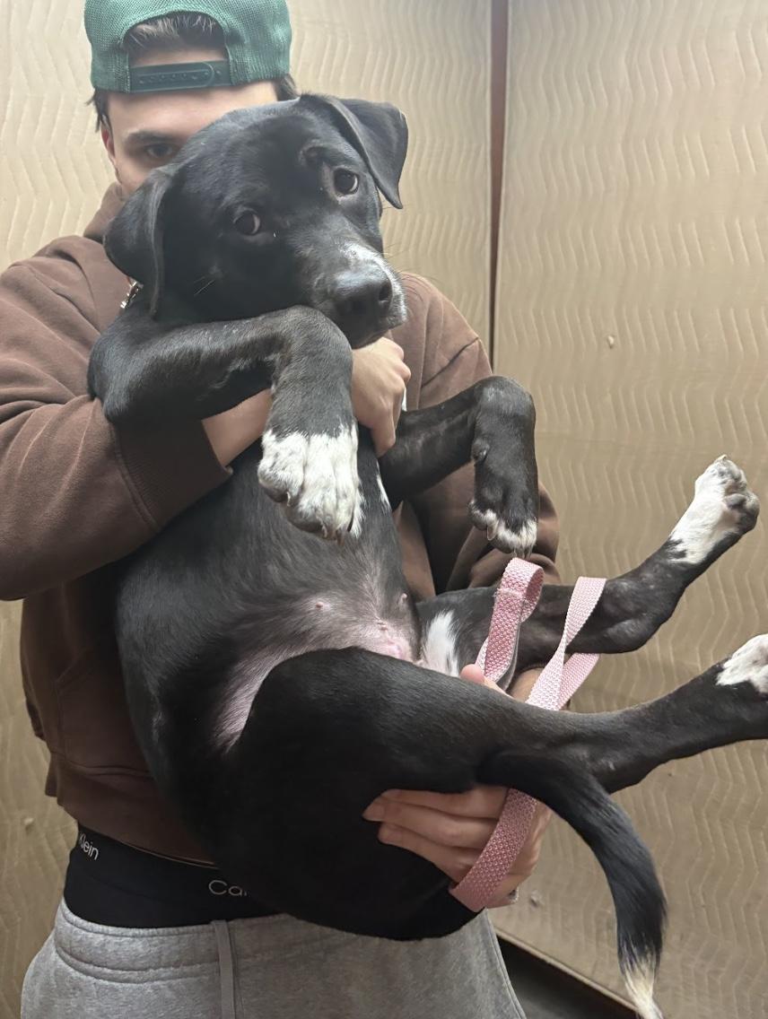 Buttercup, ADOPTABLE, Puppy Female Labradoodle.