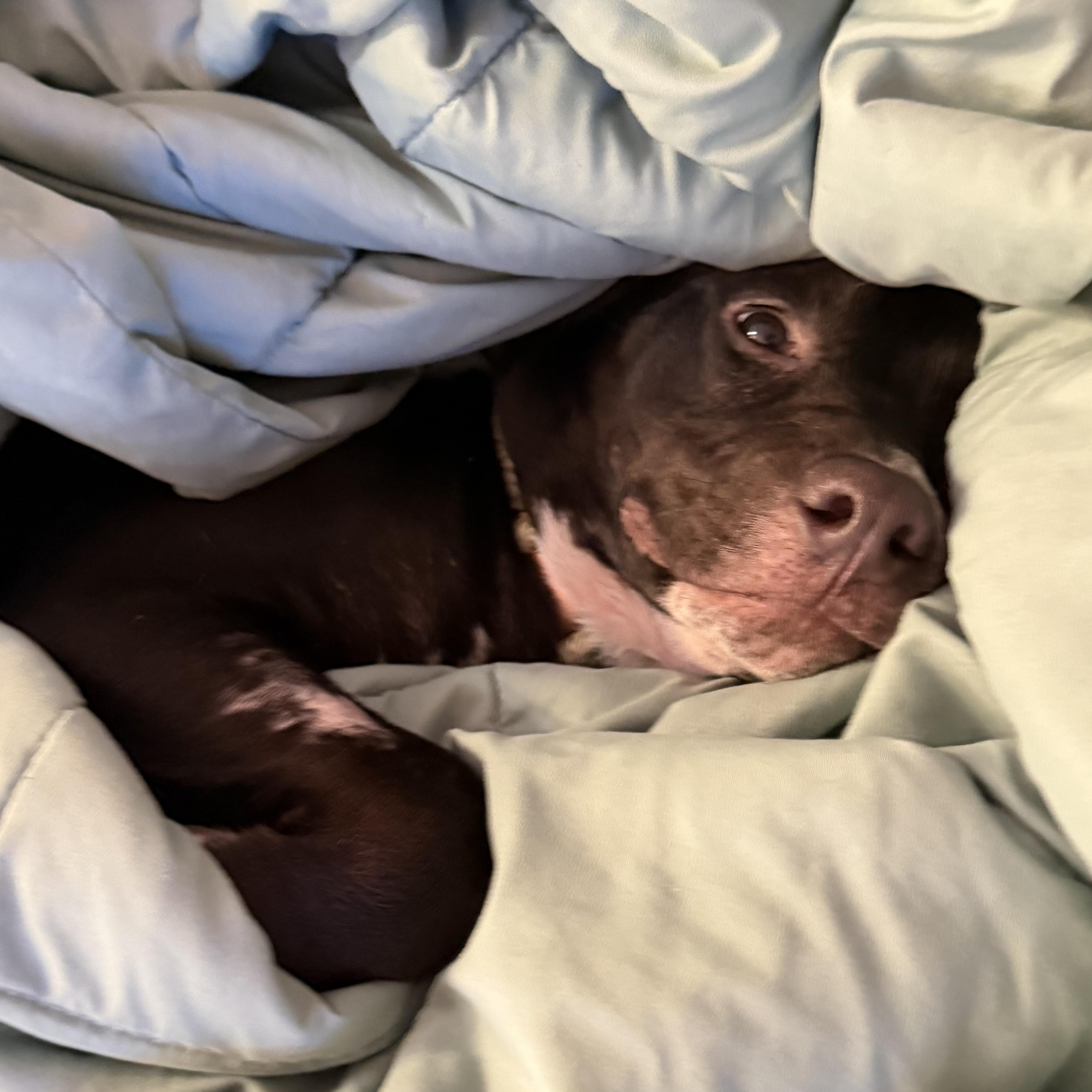 Enlarge Buttercup, a ADOPTABLE mixed breed in Tallahassee, FL image 4/6