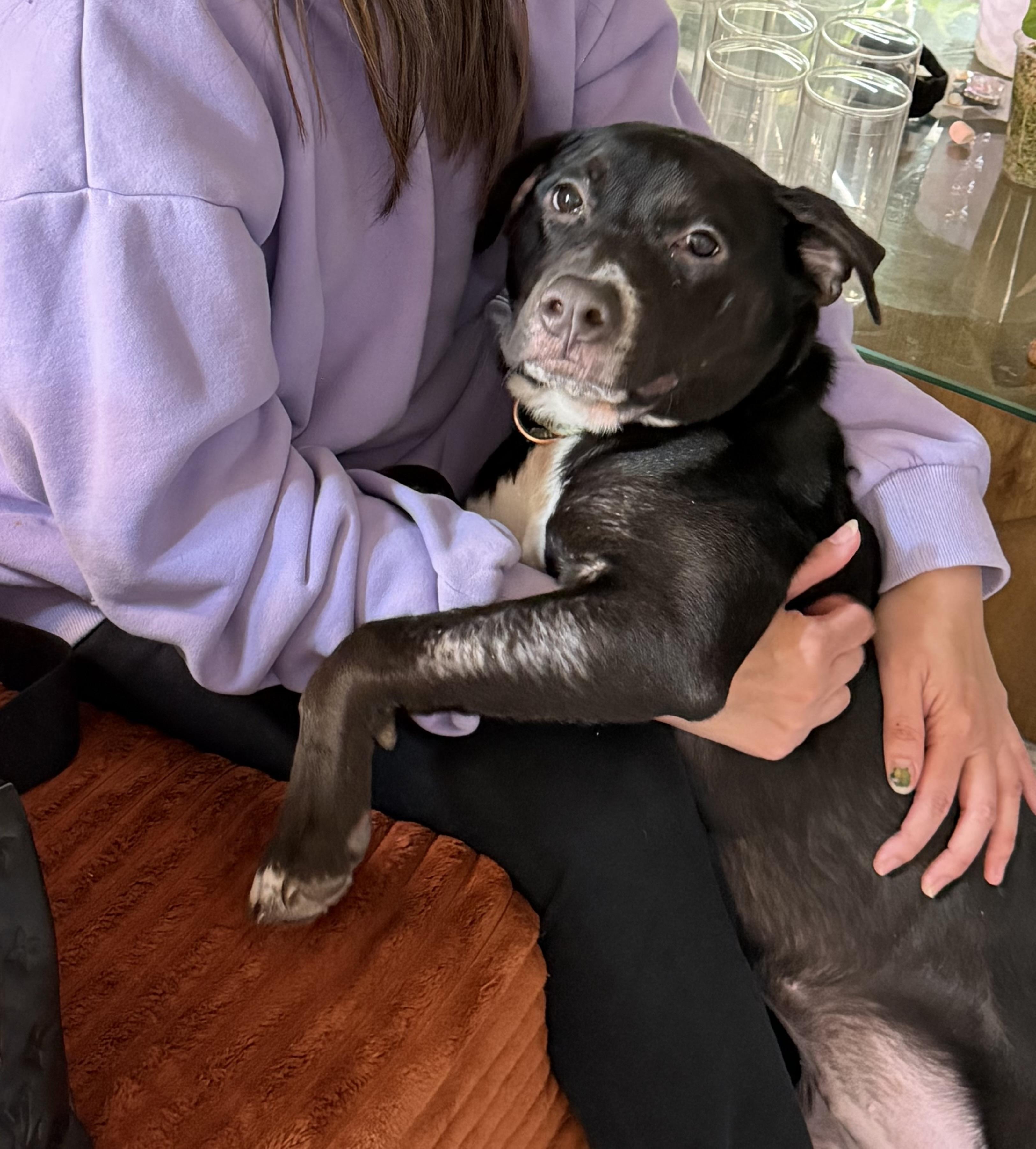 Enlarge Buttercup, a ADOPTABLE mixed breed in Tallahassee, FL image 6/6