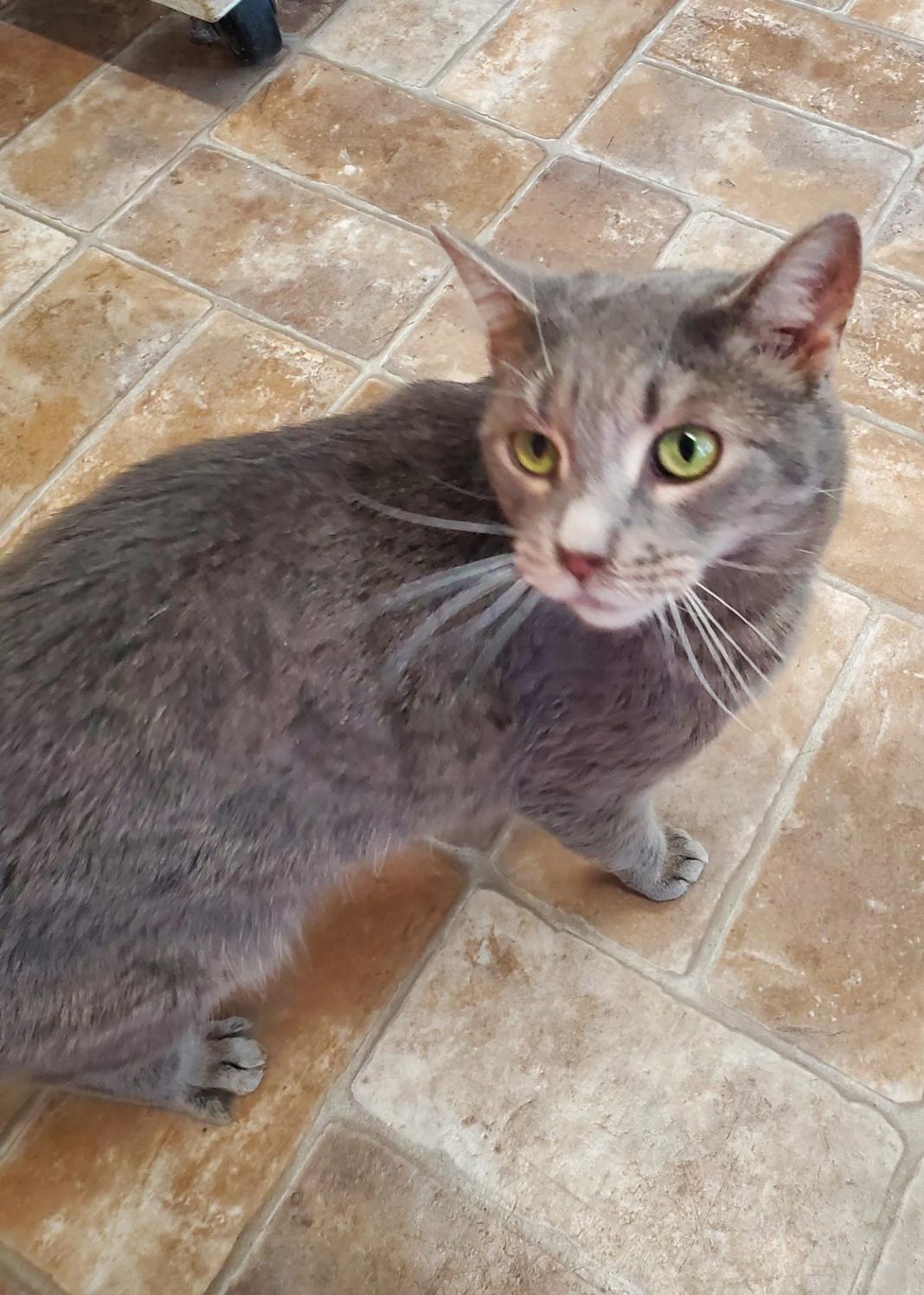 Wormwood, adopted, Adult Female Domestic Short Hair.