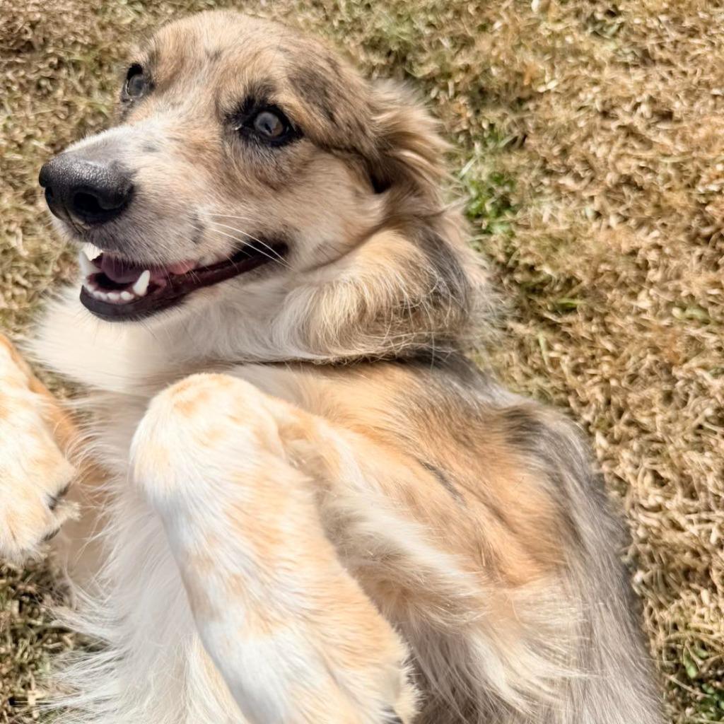 Enlarge ERIE, a Adoptable Australian Shepherd in Palm City, FL image 1/4