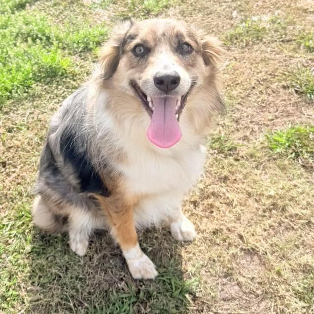 Enlarge ERIE, a Adoptable Australian Shepherd in Palm City, FL image 2/4