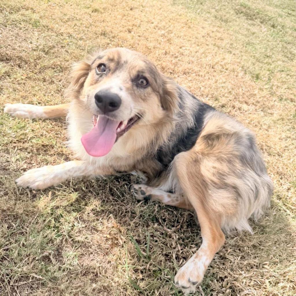 Enlarge ERIE, a Adoptable Australian Shepherd in Palm City, FL image 3/4