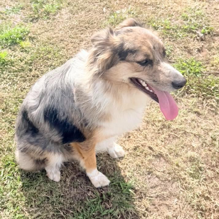 Enlarge ERIE, a Adoptable Australian Shepherd in Palm City, FL image 4/4