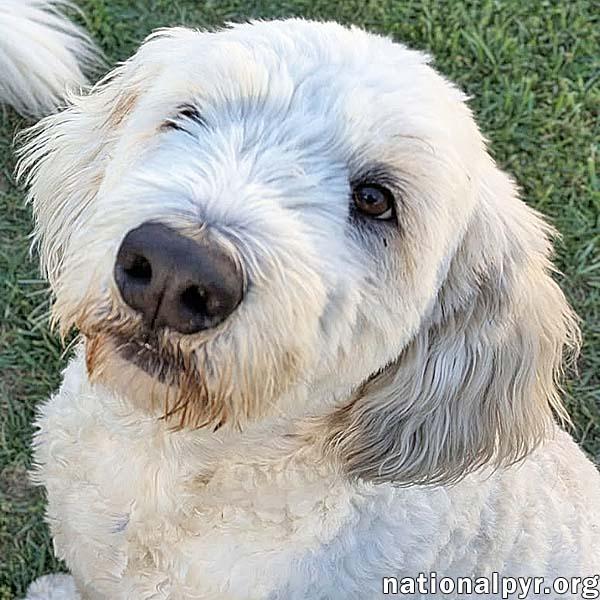 Kakashi in OH - Extremely Sweet & Loving!