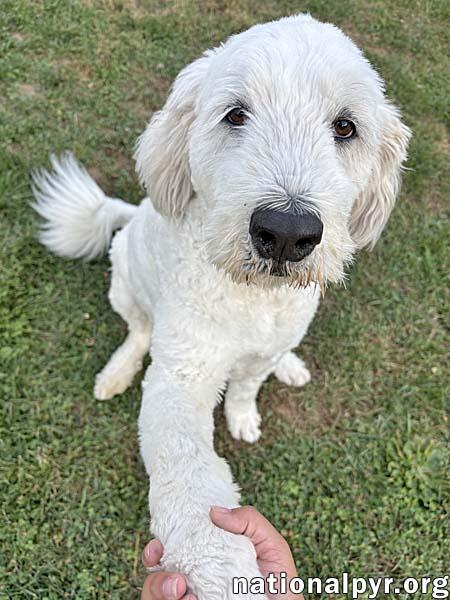 Kakashi in OH - Extremely Sweet & Loving!