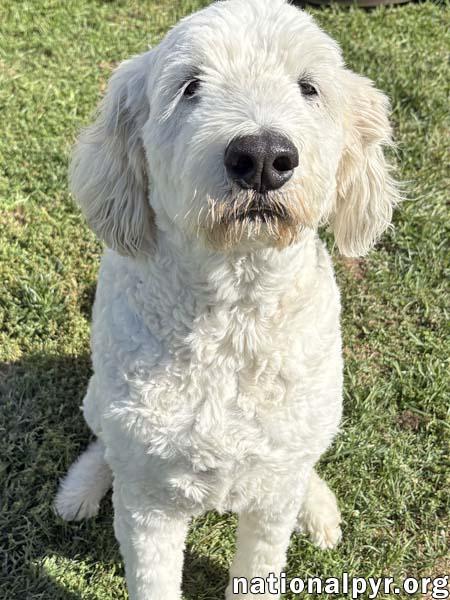 Kakashi in OH - Extremely Sweet & Loving!