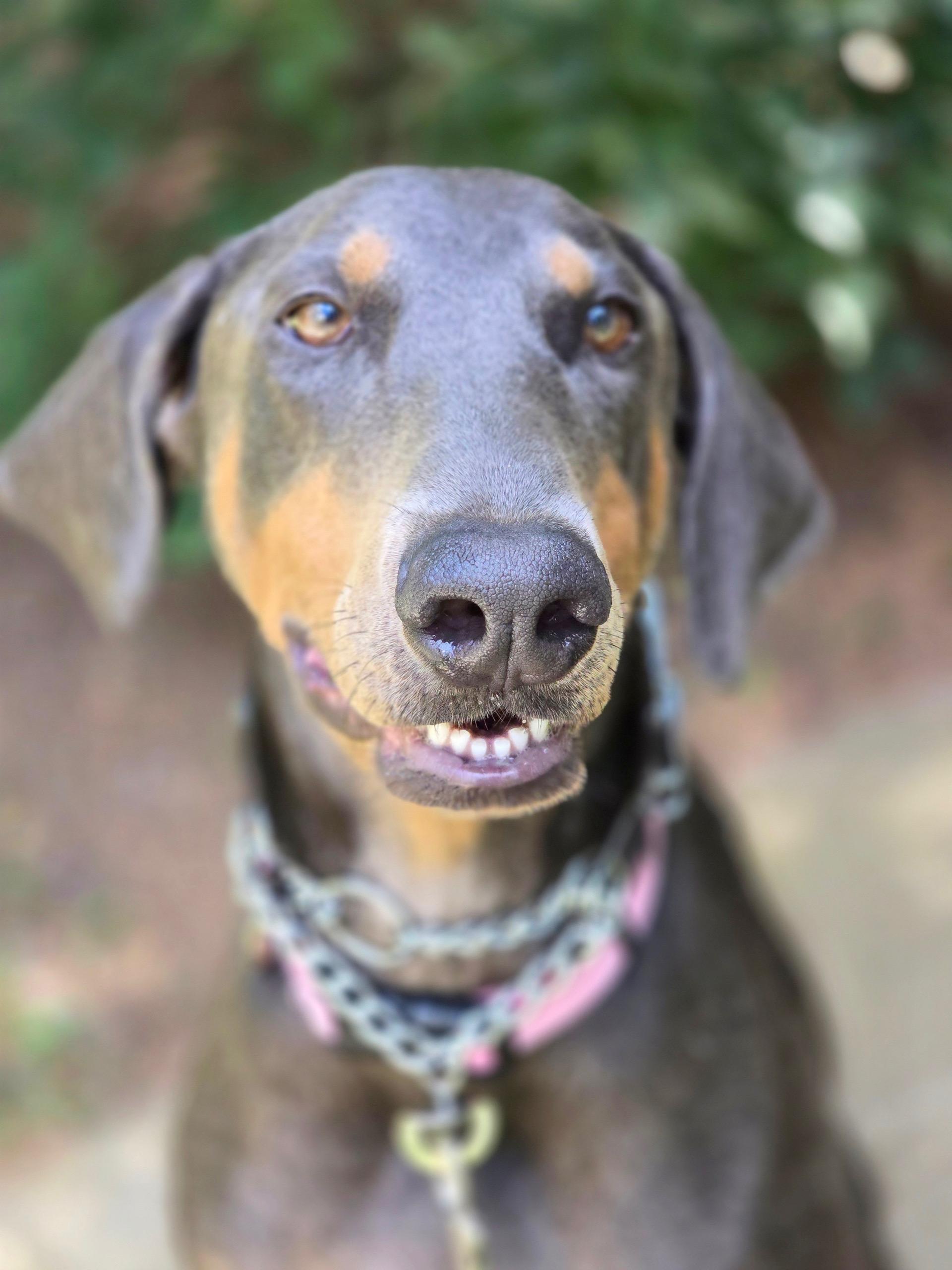 Juno is a gorgeous blue female Doberman who was found wandering on the road in North Georgia She wa