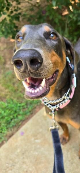 Juno, a Adopted Doberman Pinscher in Atlanta, GA image 3/6