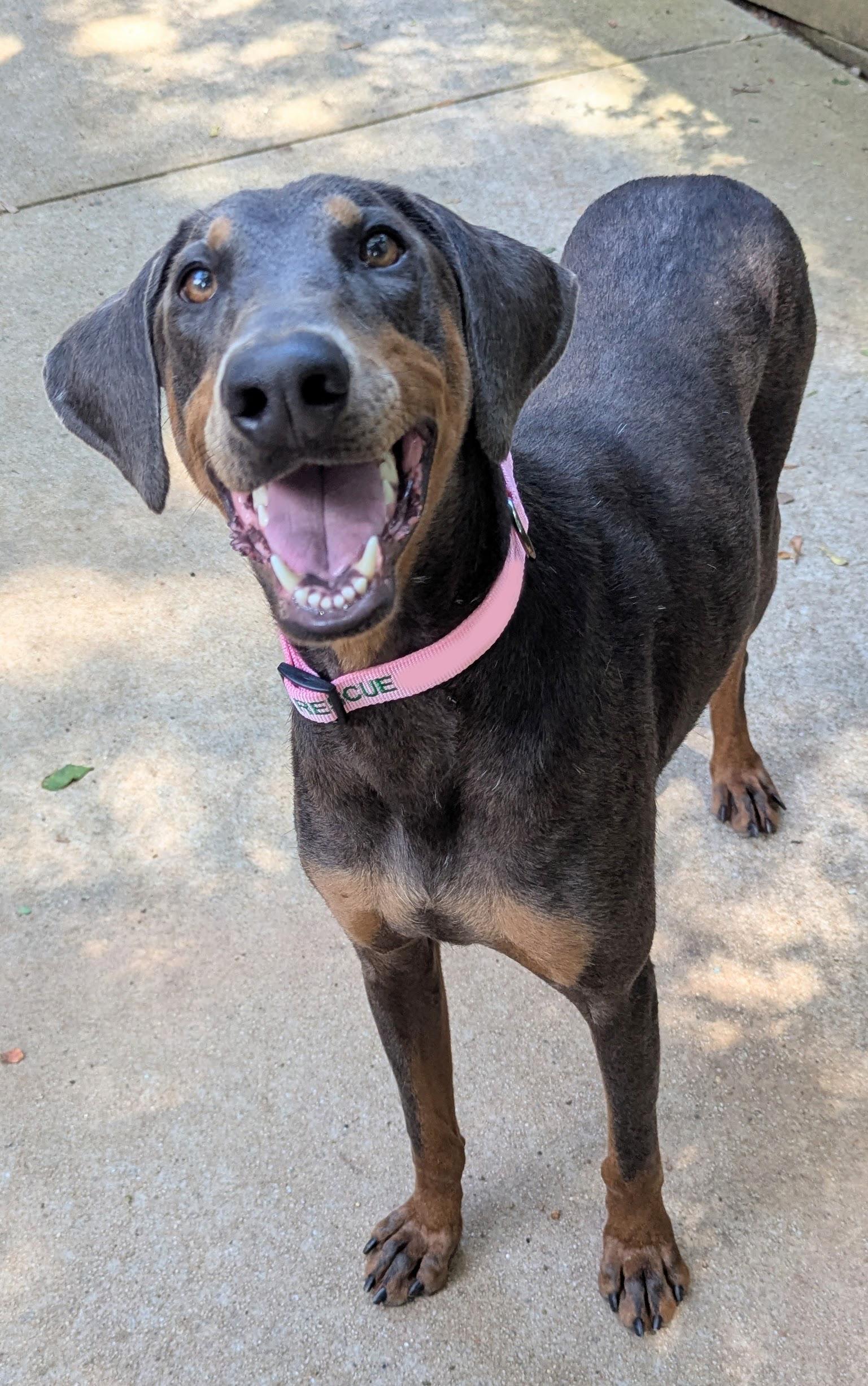 Juno, a Adopted Doberman Pinscher in Atlanta, GA image 2/6