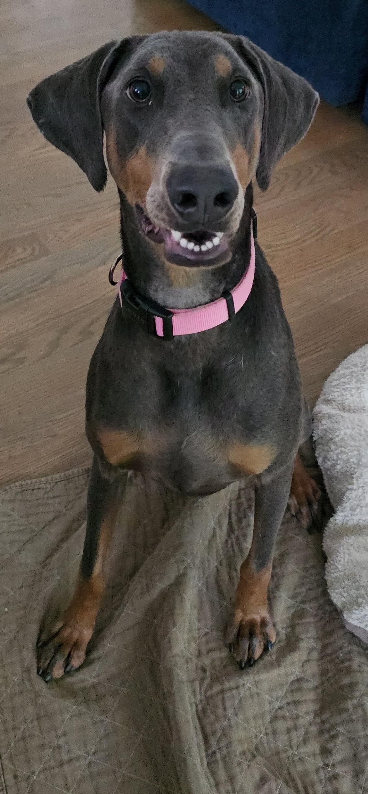 Juno, a Adopted Doberman Pinscher in Atlanta, GA image 4/6