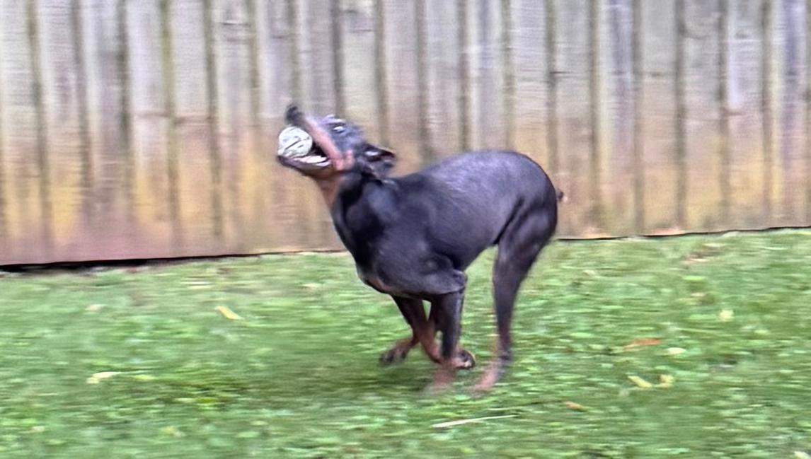 Juno, a Adopted Doberman Pinscher in Atlanta, GA image 6/6