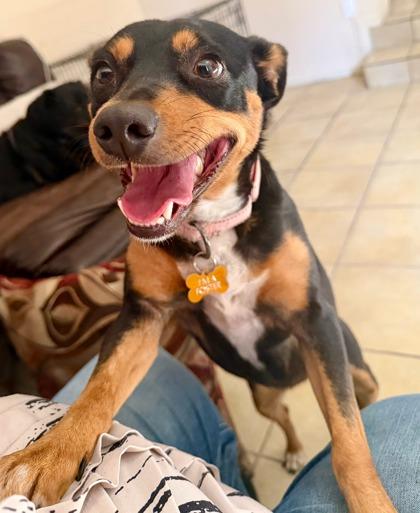 Enlarge Thumbelina, a Adoptable mixed breed in Fresno, CA image 1/3