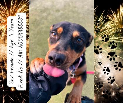 Enlarge Thumbelina, a Adoptable mixed breed in Fresno, CA image 2/3