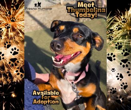 Enlarge Thumbelina, a Adoptable mixed breed in Fresno, CA image 3/3