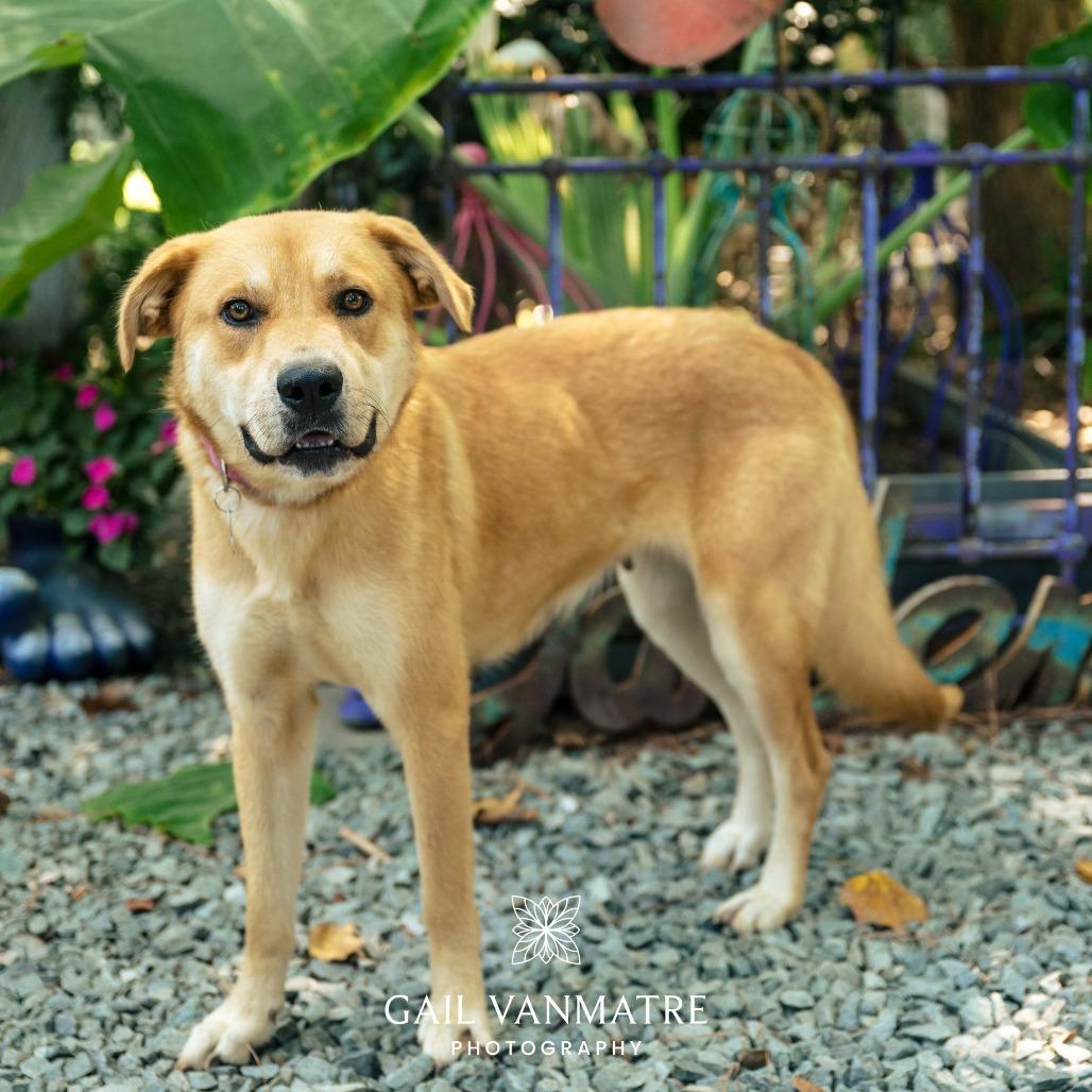 Enlarge Andrea, a Adoptable Retriever in Wake Forest, NC image 1/6