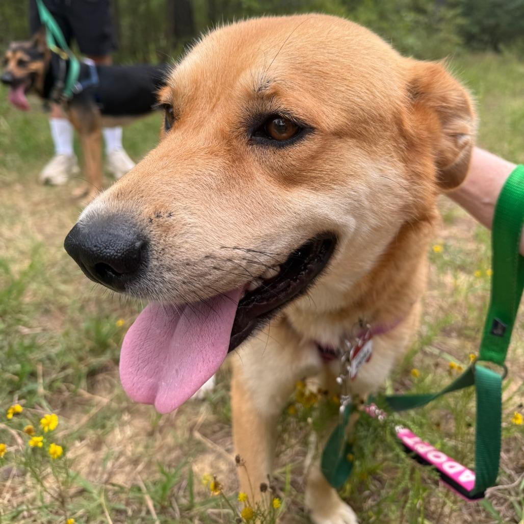Enlarge Andrea, a Adoptable Retriever in Wake Forest, NC image 2/6