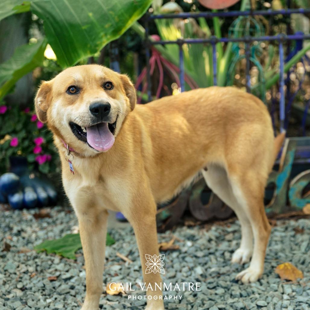 Enlarge Andrea, a Adoptable Retriever in Wake Forest, NC image 4/6