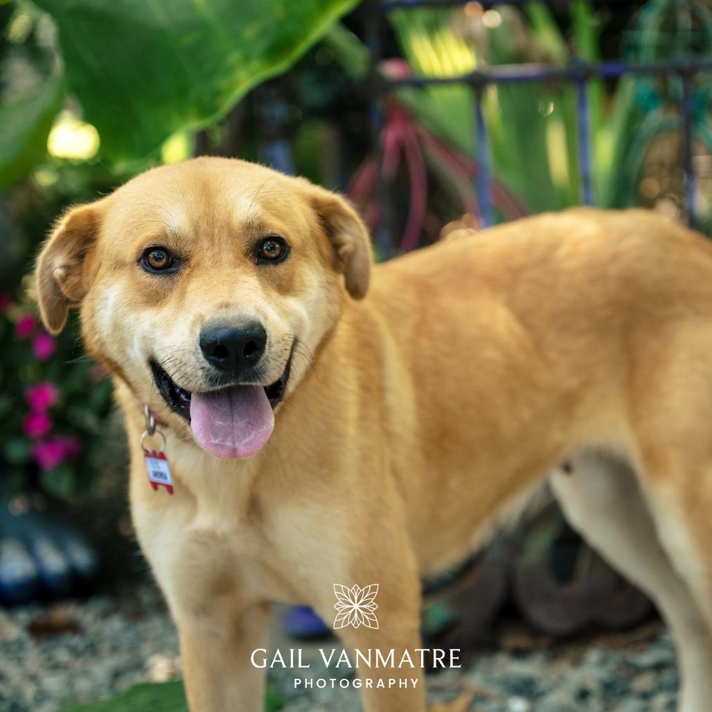 Enlarge Andrea, a Adoptable Retriever in Wake Forest, NC image 5/6