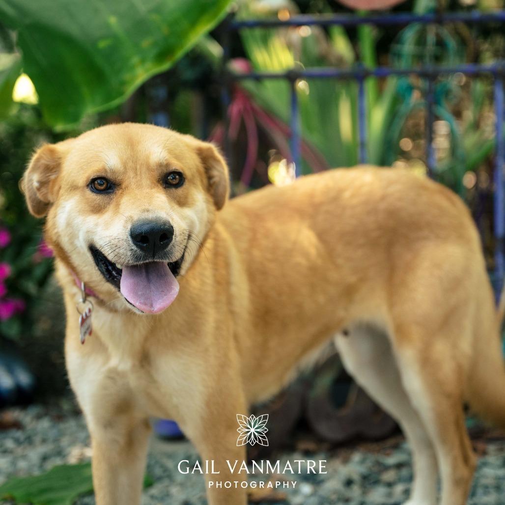 Enlarge Andrea, a Adoptable Retriever in Wake Forest, NC image 6/6