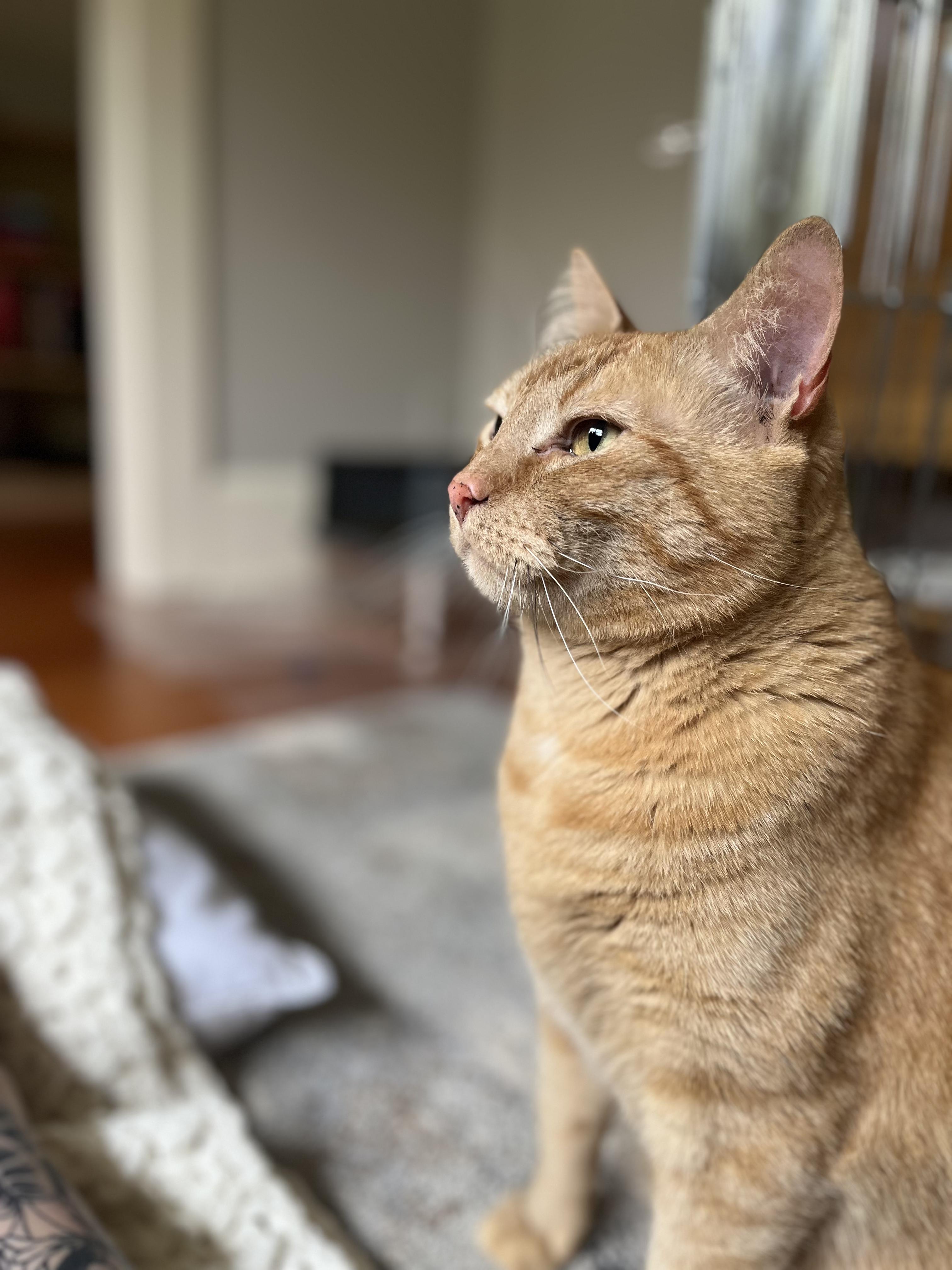 Courtesy Post - Killian & Dusty Bottoms, a ADOPTABLE Domestic Short Hair in Portland, OR image 2/6