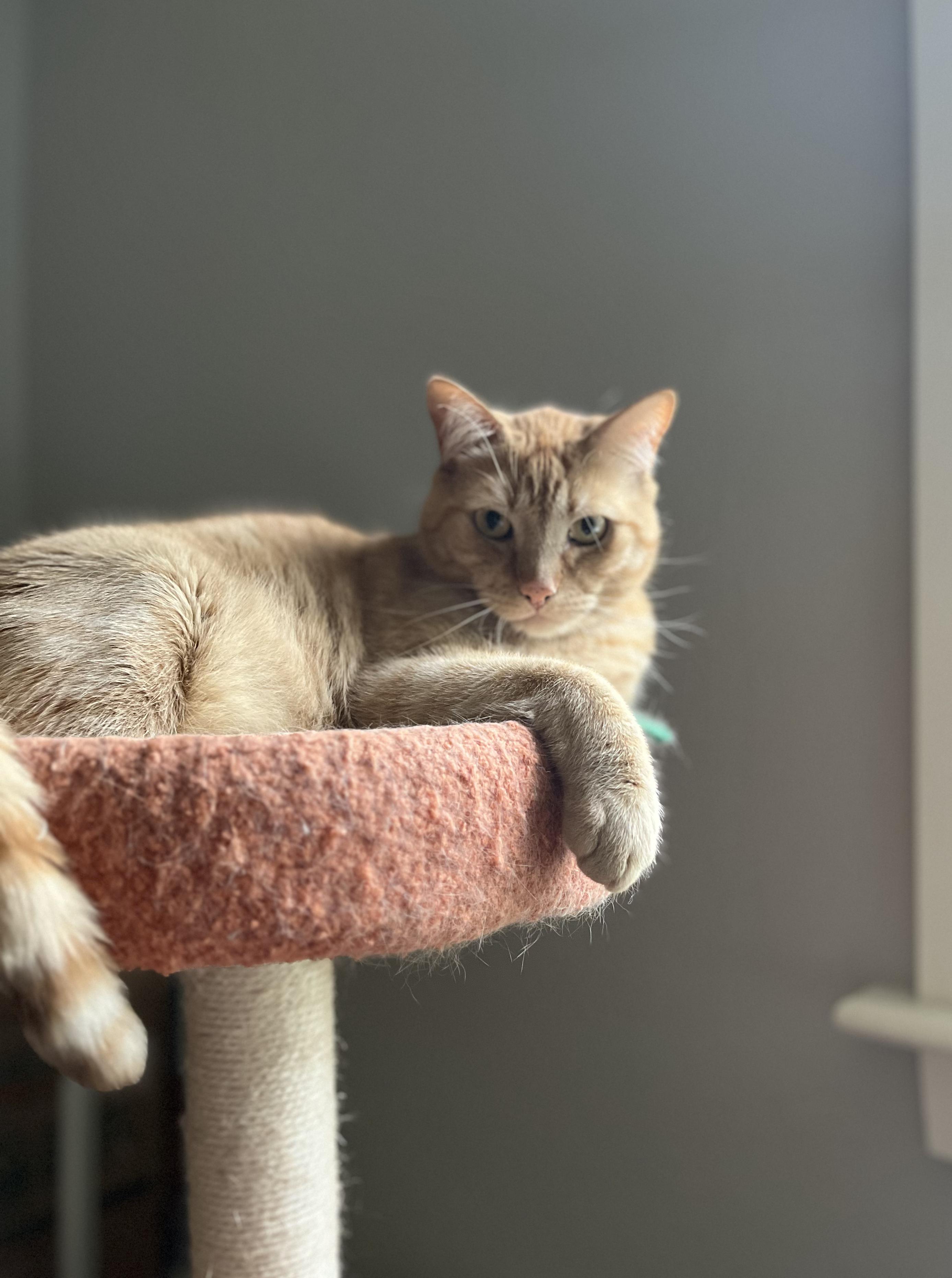 Courtesy Post - Killian & Dusty Bottoms, a ADOPTABLE Domestic Short Hair in Portland, OR image 4/6