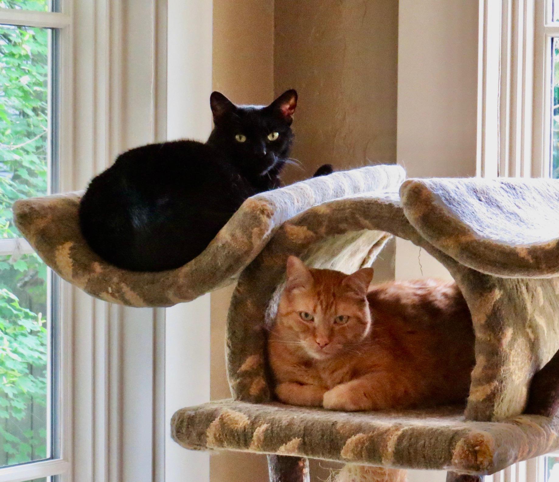 Courtesy Post - Killian & Dusty Bottoms, a ADOPTABLE Domestic Short Hair in Portland, OR image 1/6
