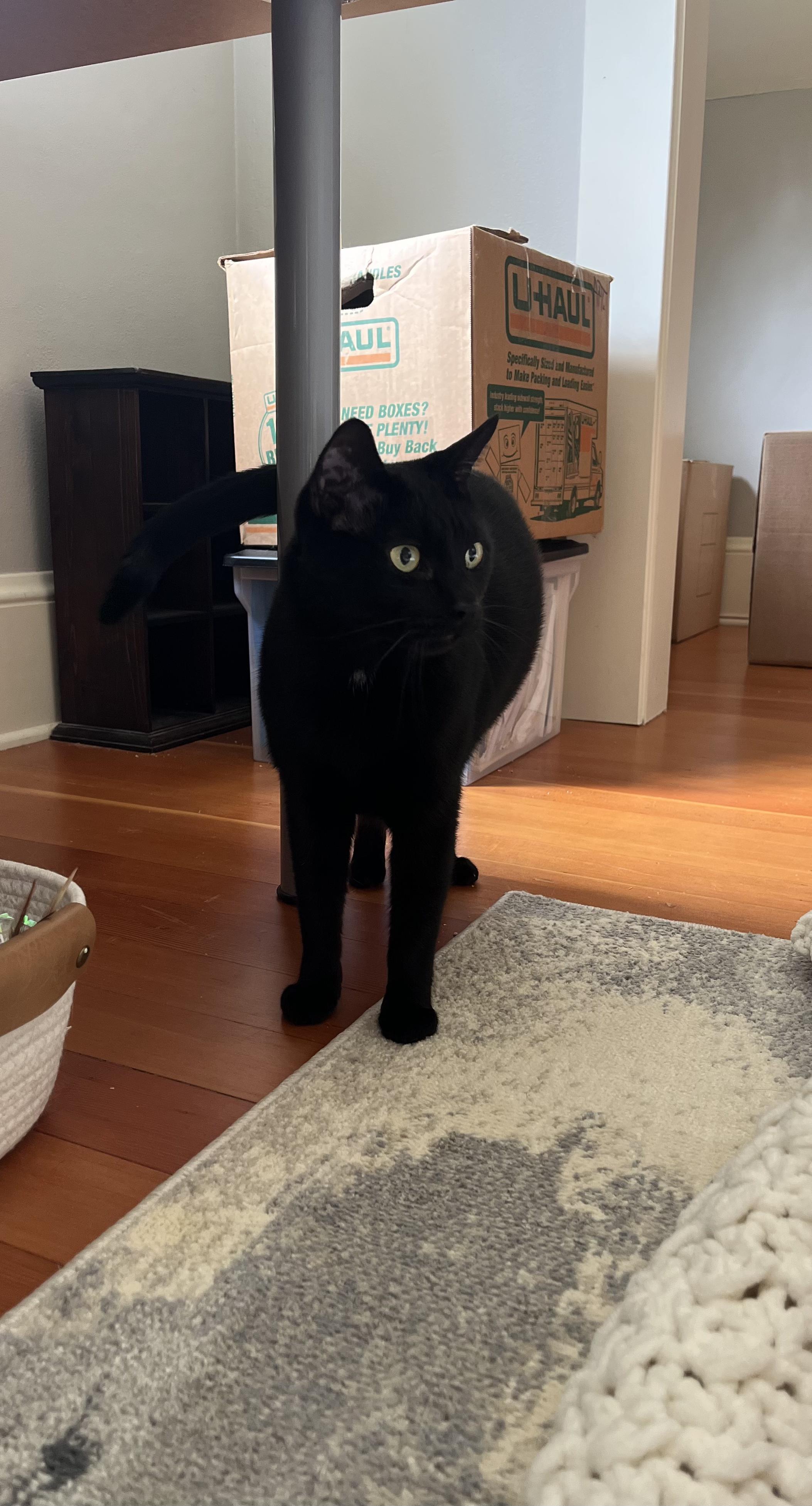 Courtesy Post - Killian & Dusty Bottoms, a ADOPTABLE Domestic Short Hair in Portland, OR image 3/6