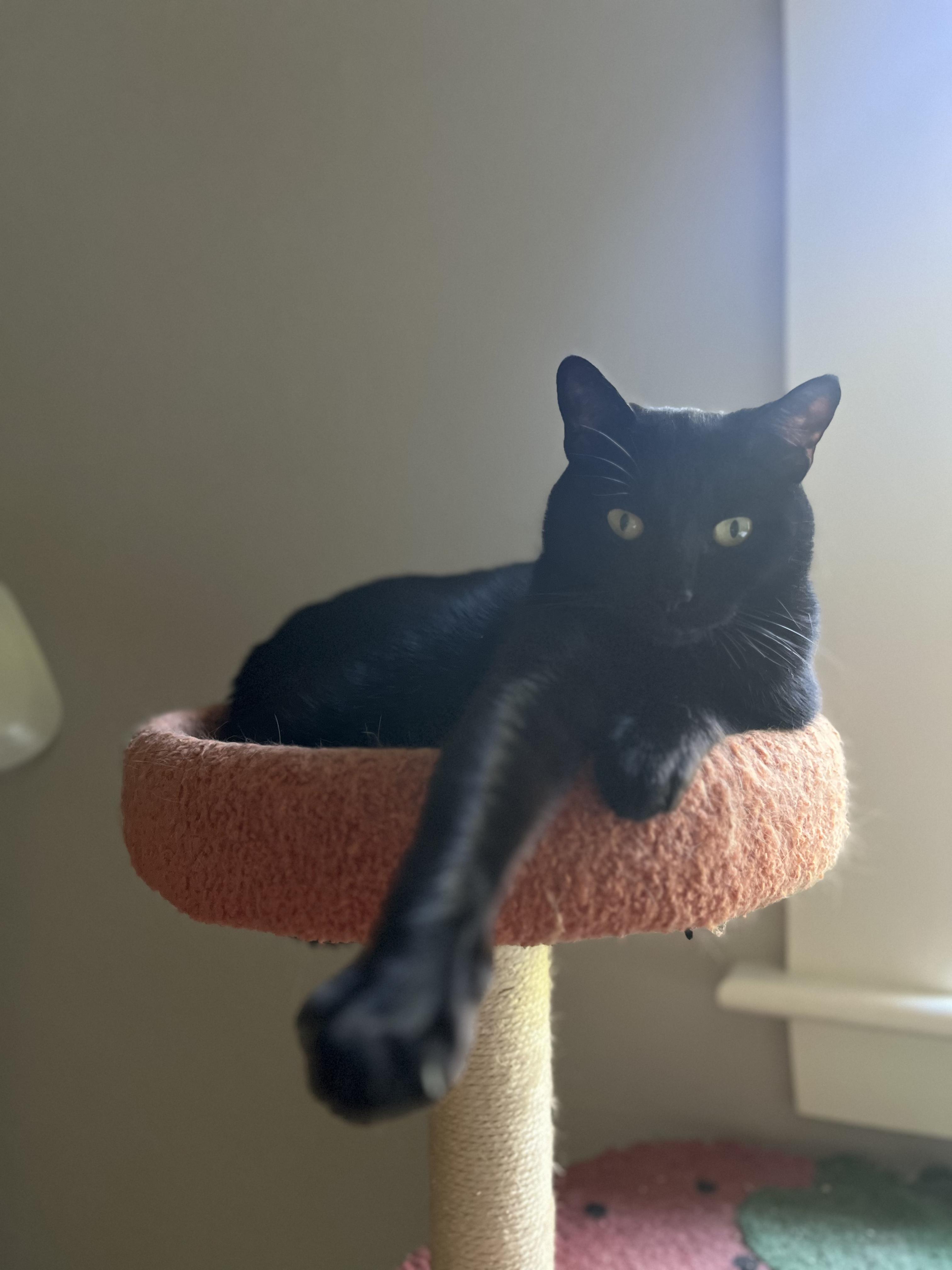 Courtesy Post - Killian & Dusty Bottoms, a ADOPTABLE Domestic Short Hair in Portland, OR image 5/6